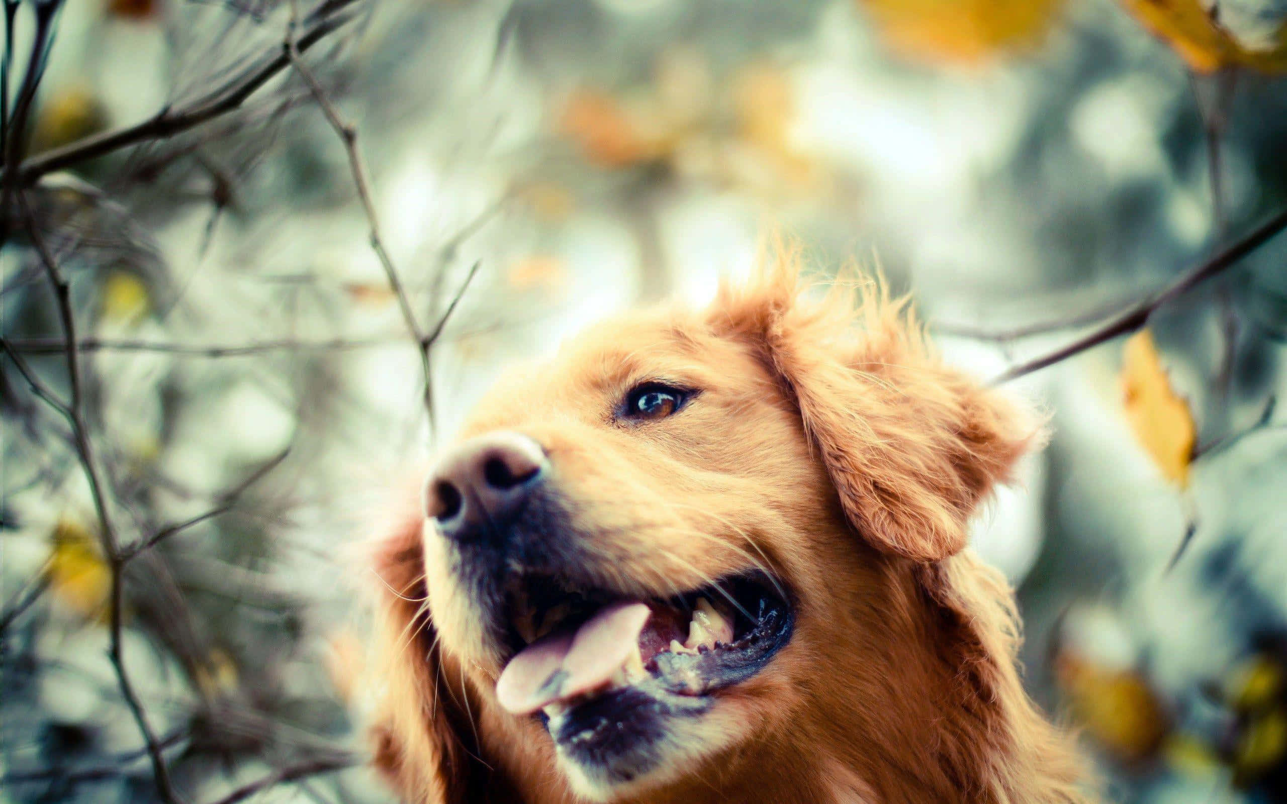黃金獵犬 桌布 壁紙 — 一隻黃金獵犬帶著喜悅的表情，在模糊的秋枝和樹葉中向上看。