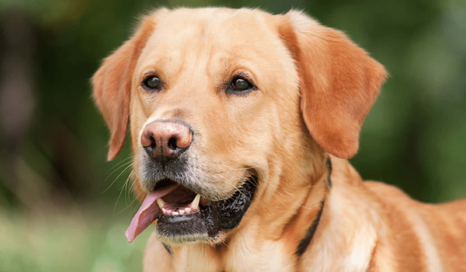 狗 桌布 壁紙 — 一隻黃金獵犬帶著開心的表情，伸出粉紅色的舌頭，背景是柔和的綠色模糊效果。