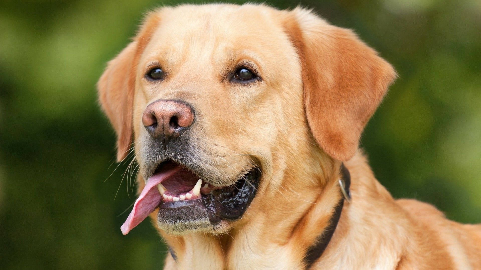 Labrador 桌布 壁紙 — 一隻黃金獵犬帶著開心的表情，伸出粉紅色的舌頭，背景是柔和的綠色模糊效果。