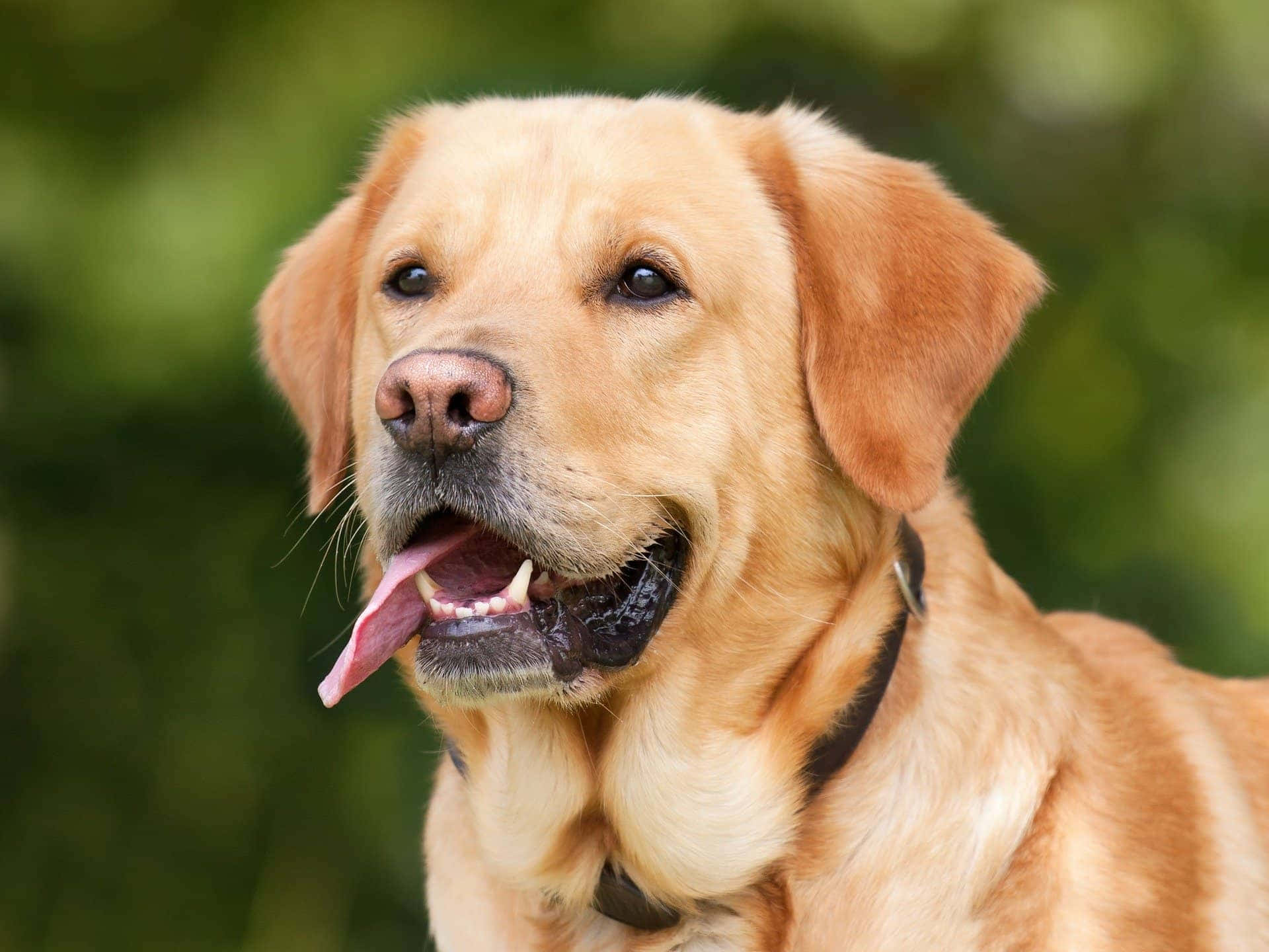 Labrador 桌布 壁紙 — 一隻黃金獵犬帶著開心的表情，舌頭伸出，背景是柔和的綠色模糊背景。