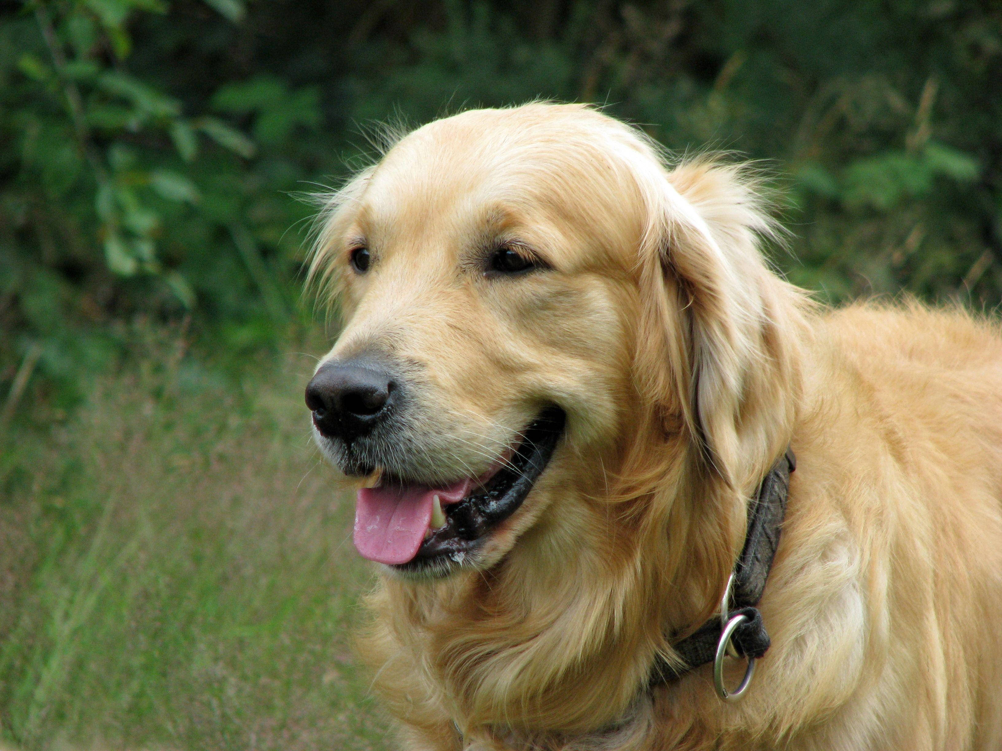 Big Dog 桌布 壁紙 — 一隻黃金獵犬帶著開心的表情伸出舌頭，站在有綠色樹葉在後的草地上。