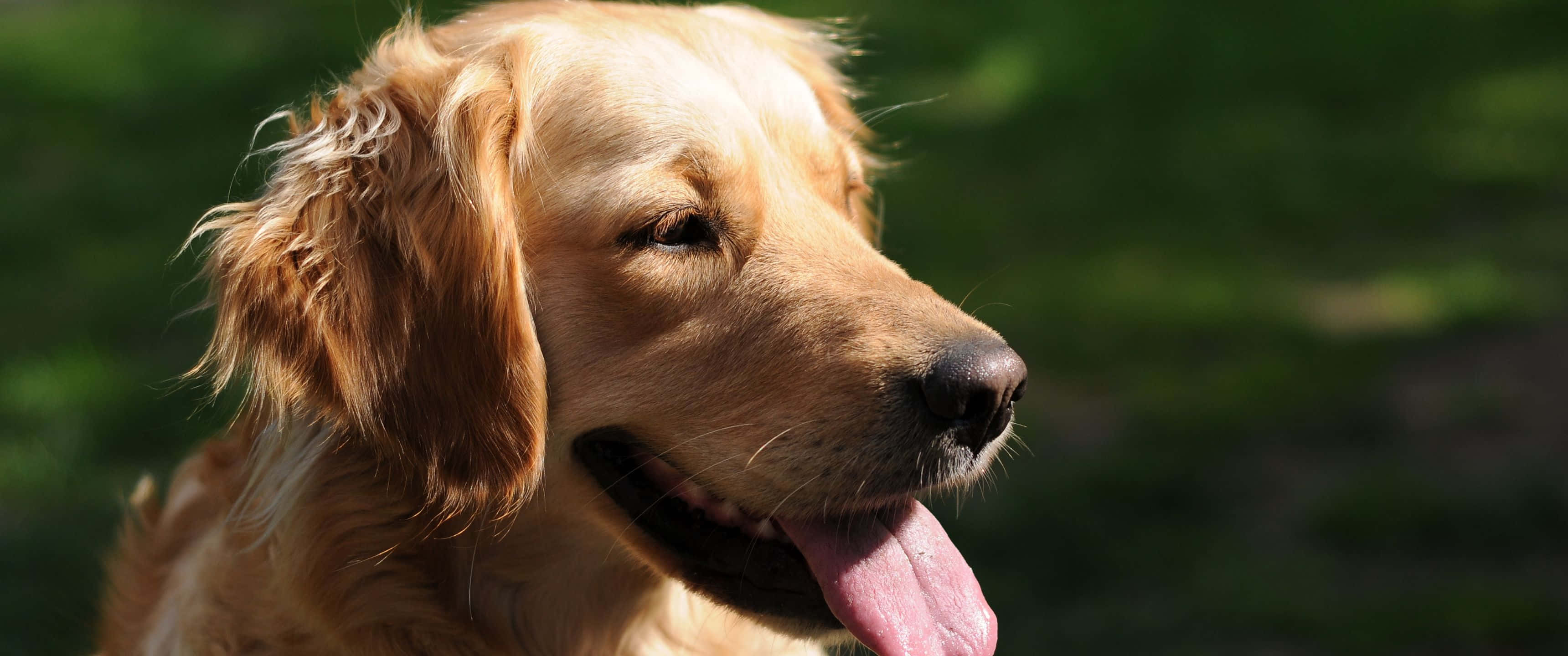 狗 桌布 壁紙 — 一隻黃金獵犬帶著開心的表情伸出舌頭，在模糊的綠色背景下享受溫暖的陽光。