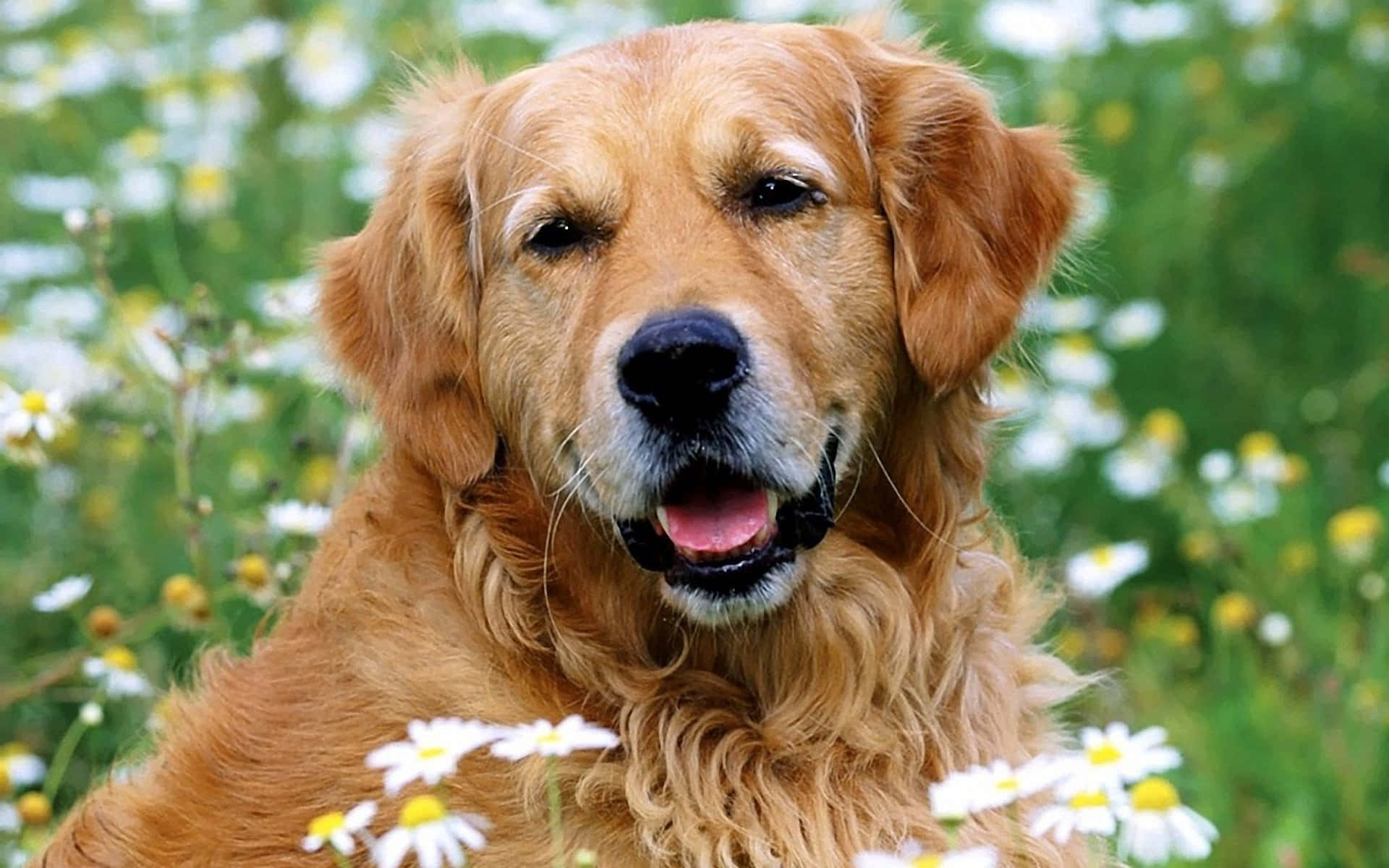 黃金獵犬 桌布 壁紙 — 一隻黃金獵犬帶著開心的表情坐在白色雛菊和綠色草叢中。