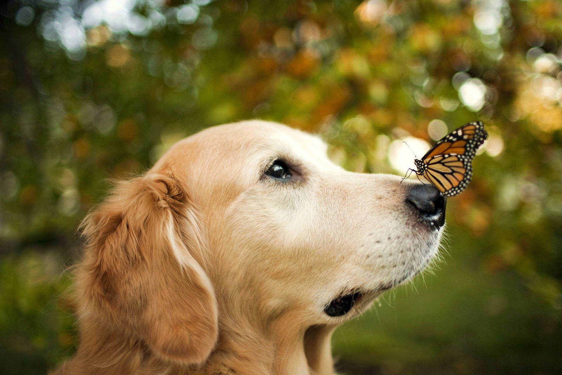 可愛動物動圖 桌布 壁紙 — 一隻黃金獵犬平靜地凝視，一隻帝王斑蝶輕輕停在其鼻子上，背景是柔和模糊的秋日森林。