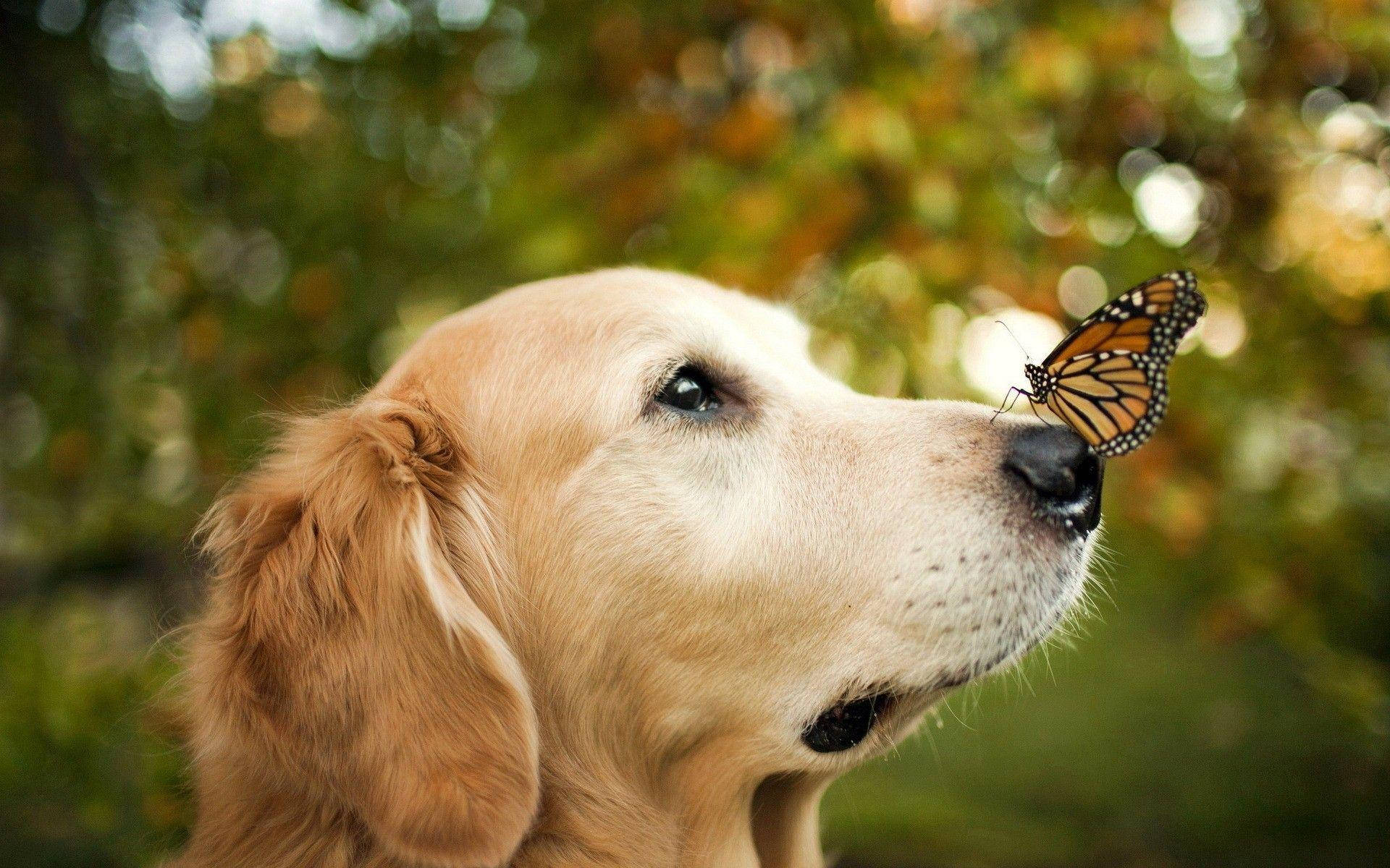 蝴蝶 桌布 壁紙 — 一隻黃金獵犬平靜地凝視著，一隻帝王斑蝶輕輕停在牠的鼻子上，背景是柔和模糊的秋葉。