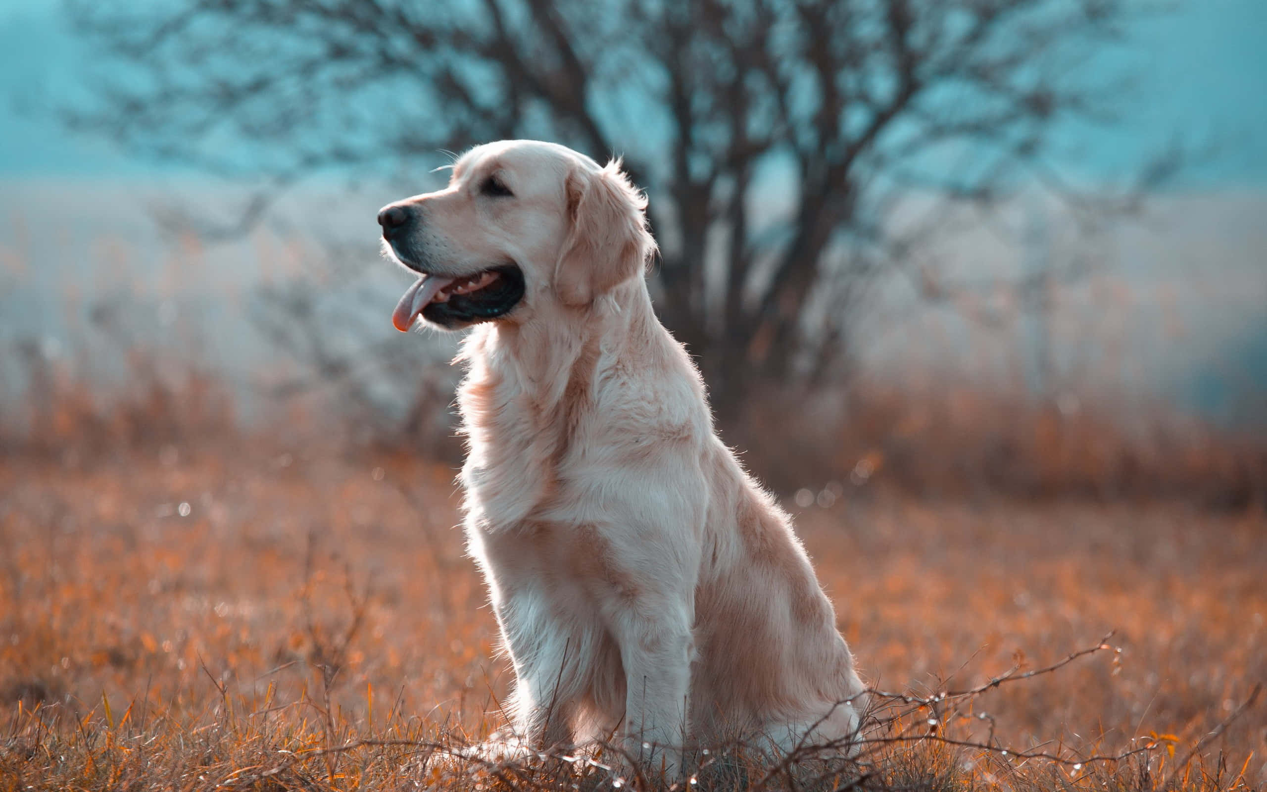 黃金獵犬 桌布 壁紙 — 一隻黃金獵犬平靜地坐在一片乾草田野中，背景是光禿禿的樹木和清涼的藍天。