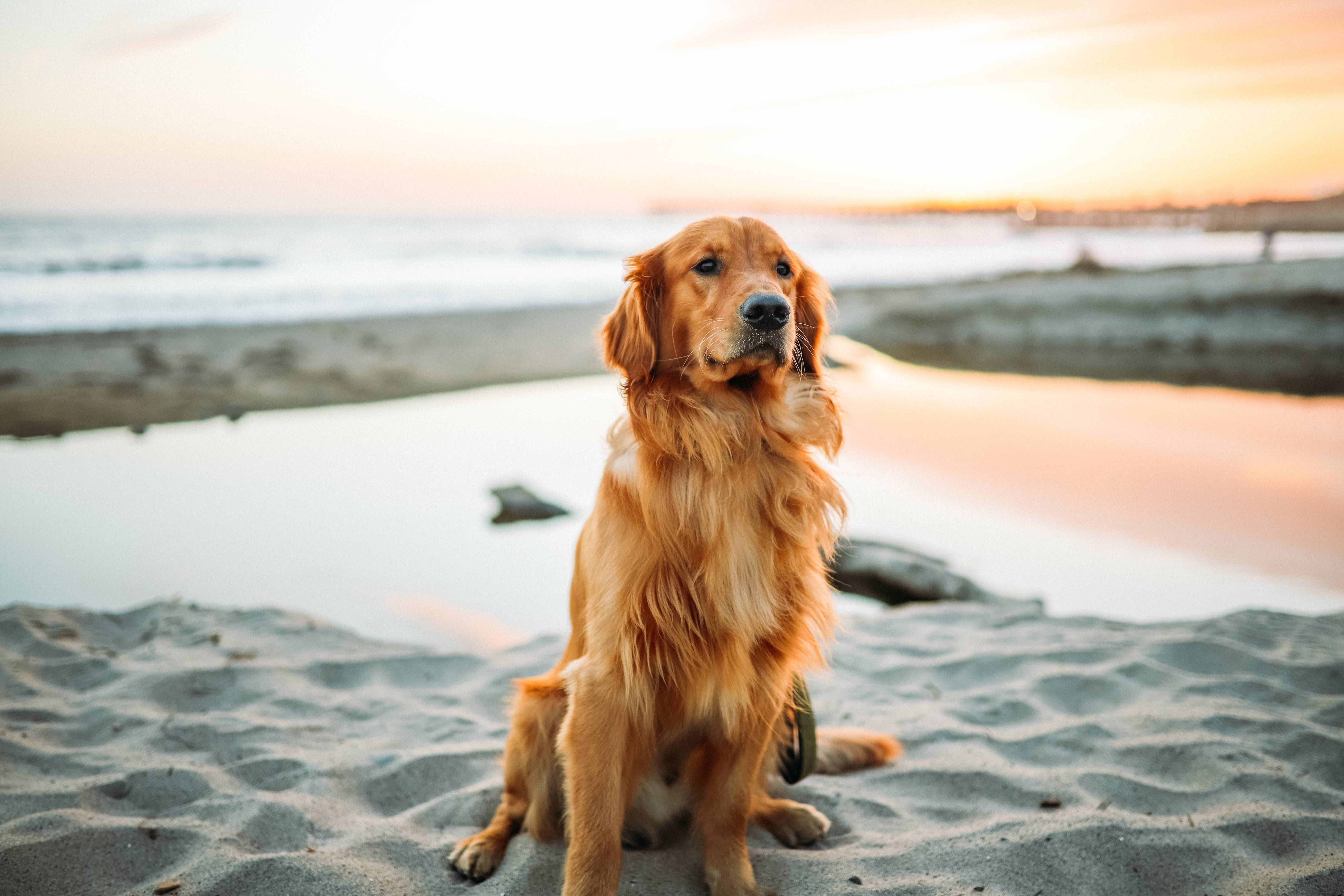 黃金獵犬 桌布 壁紙 — 一隻黃金獵犬平靜地坐在沙灘上，夕陽西下，在水面和天空上投射出溫暖的橙色和粉紅色調。