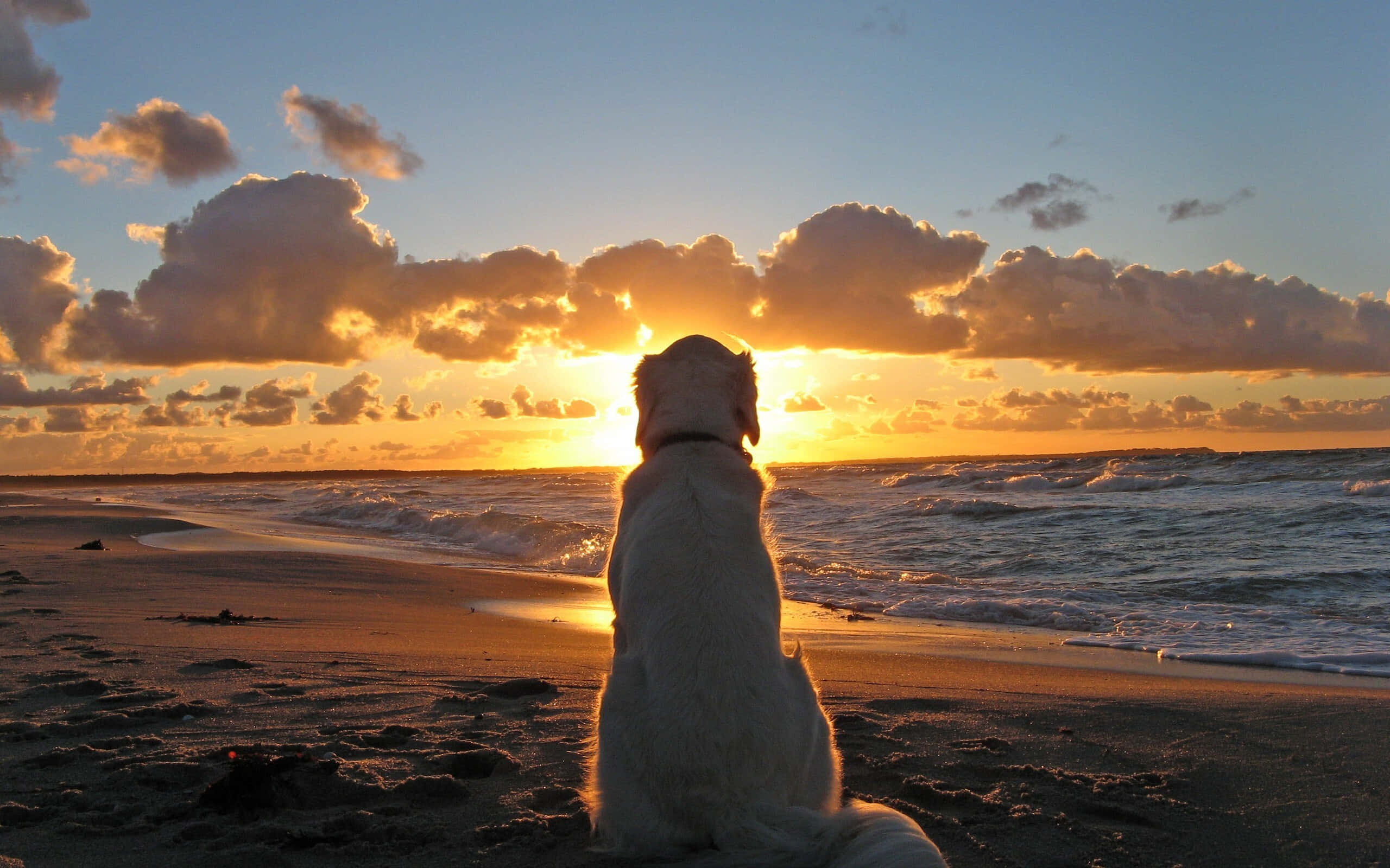 狗 桌布 壁紙 — 一隻黃金獵犬平靜地坐在沙灘上，看著夕陽在海洋上空戲劇性的橙色雲層後落下。