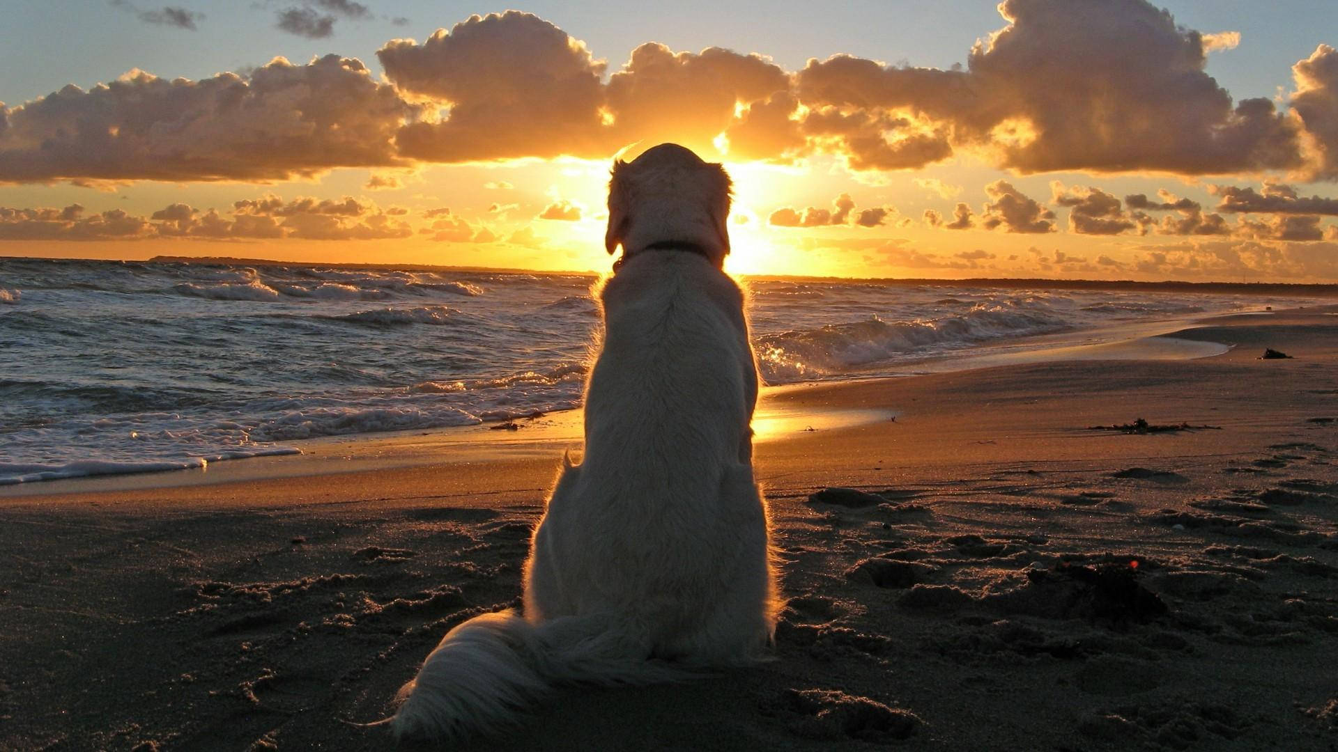 海灘日落 桌布 壁紙 — 一隻黃金獵犬平靜地坐在沙灘上，看著夕陽在戲劇性的橙色雲彩中沉入大海。