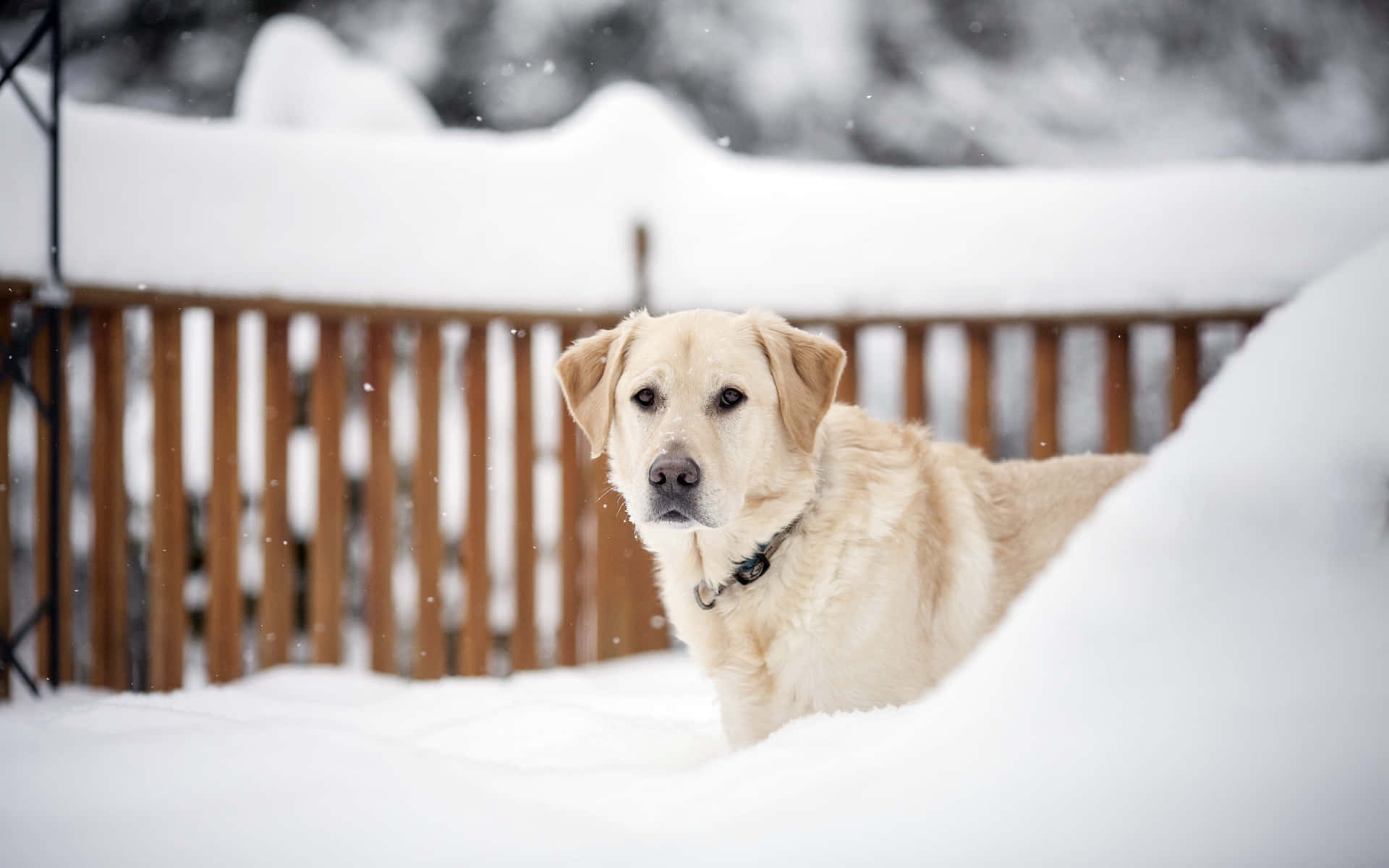 Yellow Labrador 桌布 壁紙 — 一隻黃金獵犬平靜地坐在深雪中，旁邊是木柵欄，溫柔的雪花在牠周圍飄落。