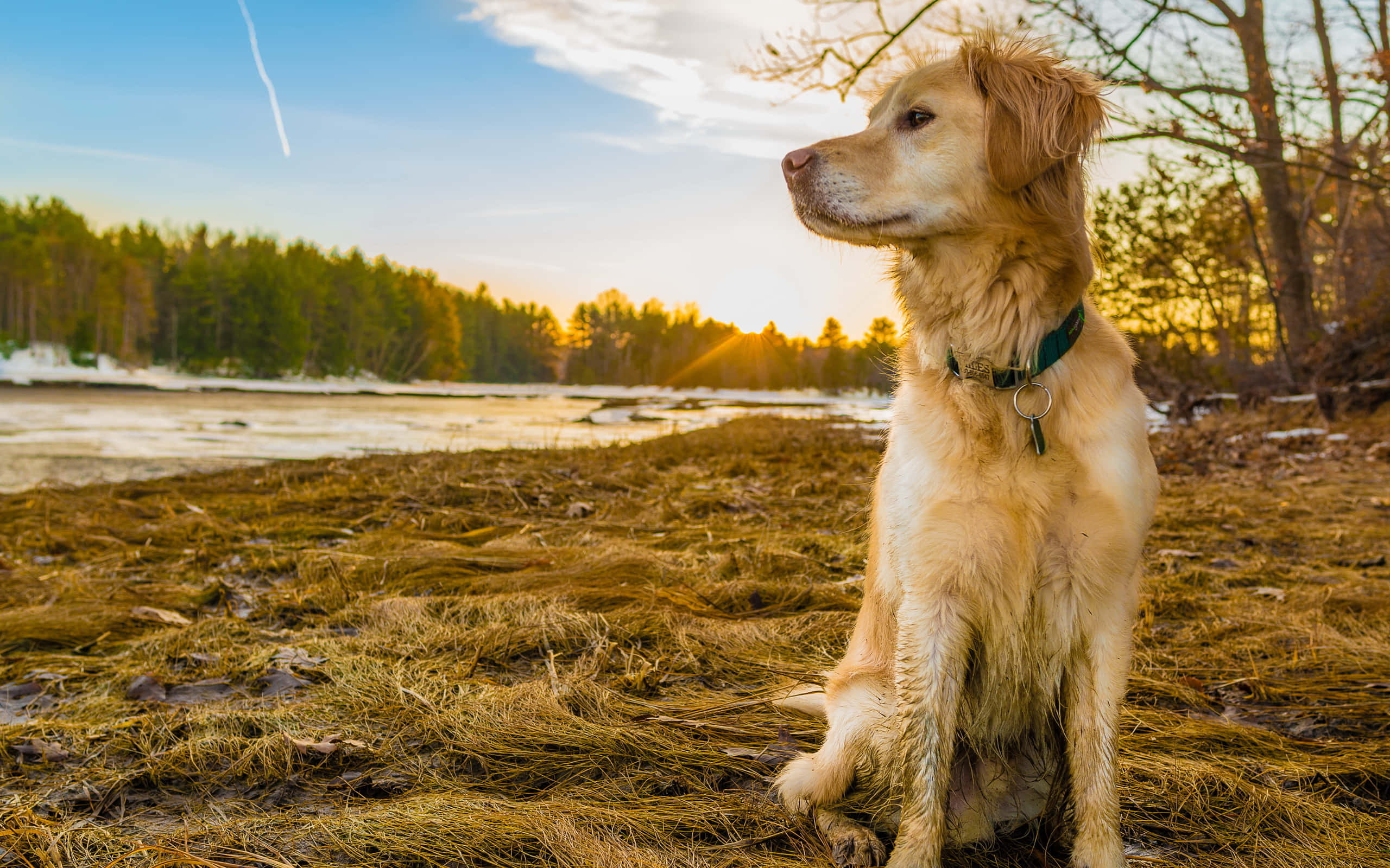 黃金獵犬 桌布 壁紙 — 一隻黃金獵犬平靜地坐在草叢岸邊，看著夕陽落在雪覆蓋的河流上，背景有森林。