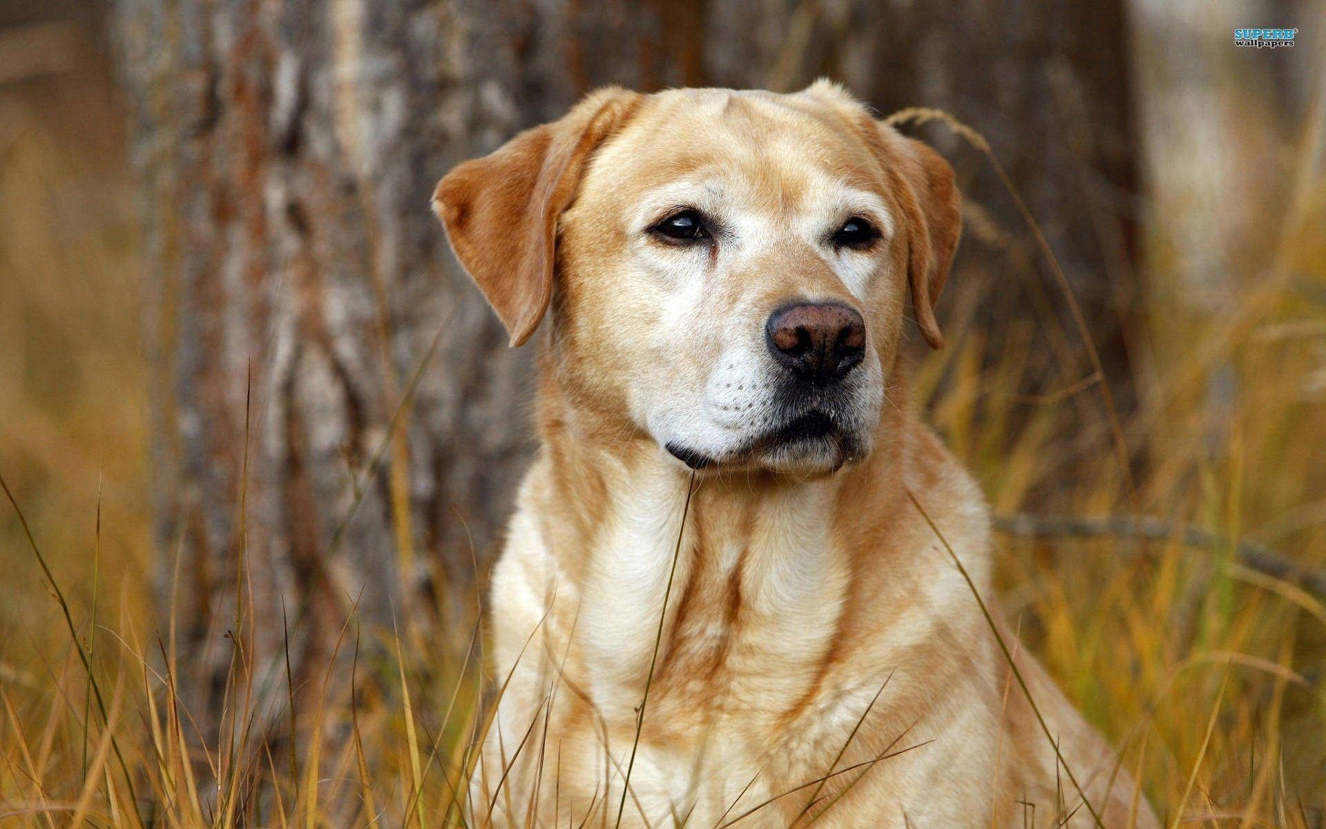 Labrador 桌布 壁紙 — 一隻黃金獵犬平靜地坐在高高的秋草中，背後有模糊的樹幹，若有所思地望向一邊。