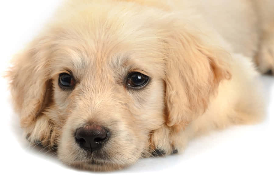 golden retriever puppy 桌布 壁紙 — 一隻黃金獵犬幼犬，擁有柔軟蓬鬆的毛髮和一雙黑色大眼睛，將頭靠在白色背景上。