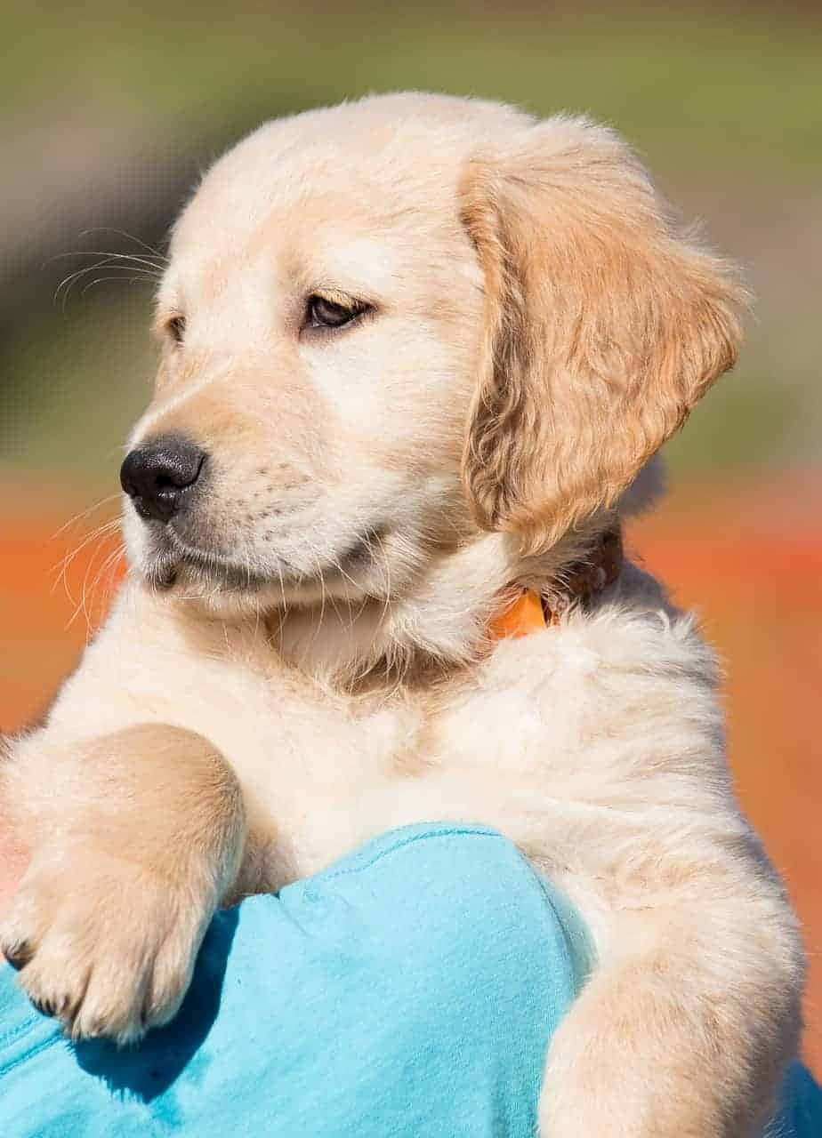 小狗 桌布 壁紙 — 一隻黃金獵犬幼犬，毛色柔軟奶油色，輕輕地躺在一個人的藍色袖子上，若有所思地望向一旁。
