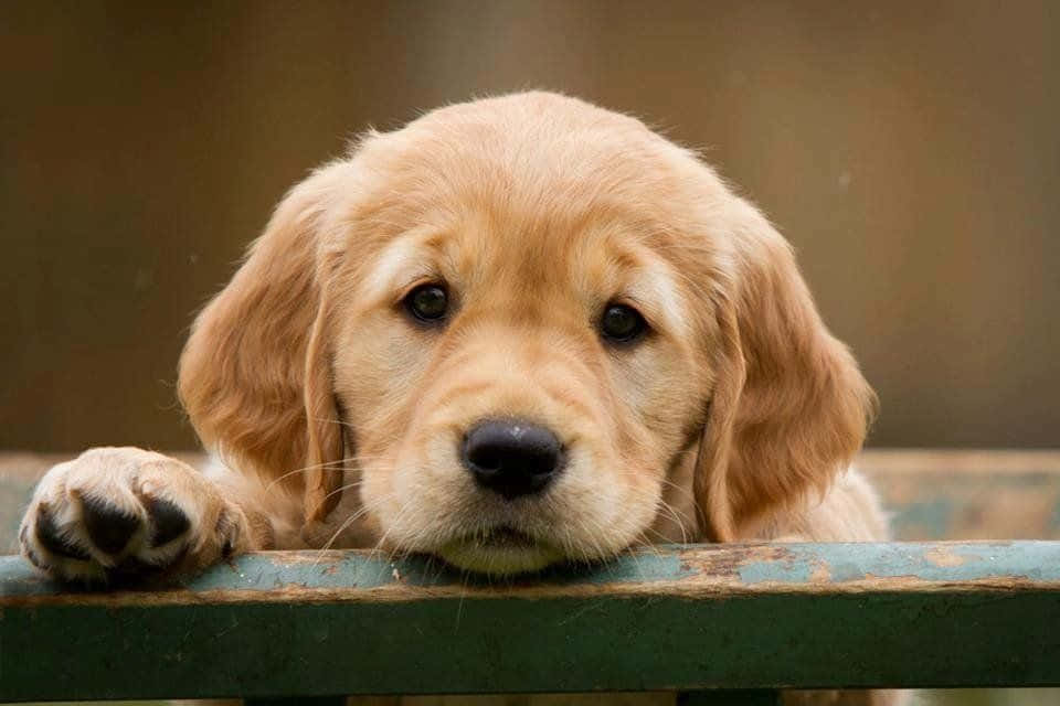 Adorable Puppy 桌布 壁紙 — 一隻黃金獵犬幼犬，毛髮柔軟，將頭和爪子擱在風化的綠色欄杆上，溫柔地凝視著。