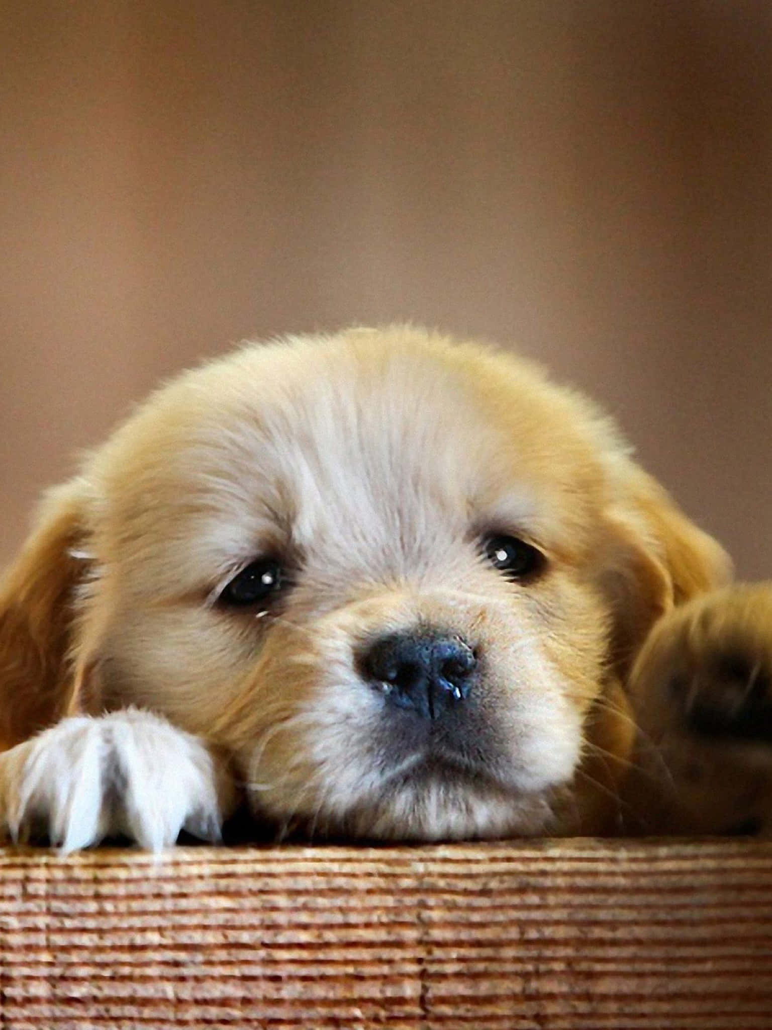 golden retriever puppy 桌布 壁紙 — 一隻黃金獵犬幼犬，毛髮柔軟，眼睛又大又黑，將爪子放在一個編織籃上，直視鏡頭。