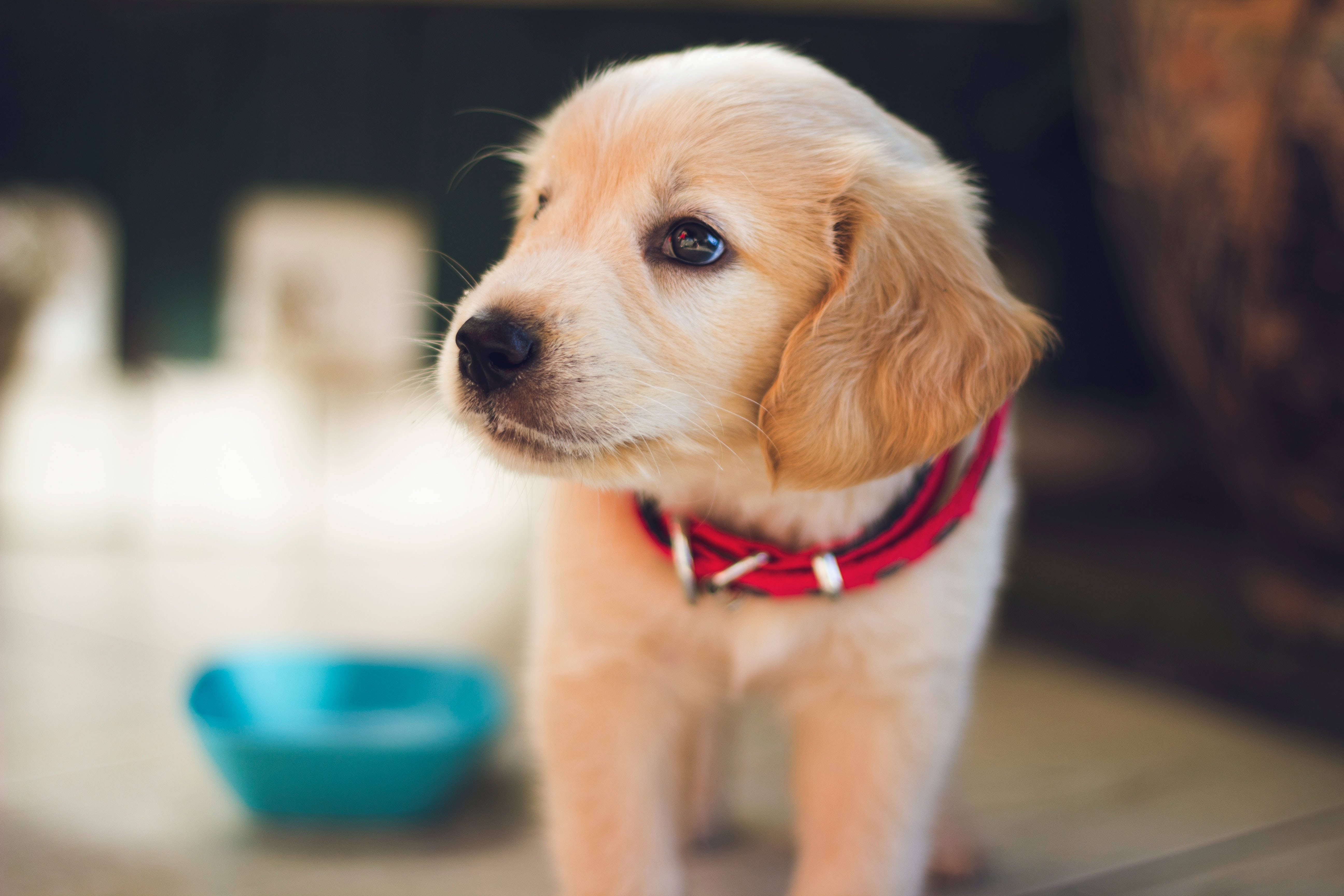 黃金獵犬幼犬 桌布 壁紙 — 一隻黃金獵犬幼犬，毛髮柔軟，眼睛明亮，戴著紅色項圈，好奇地看著鏡頭外的某樣東西。