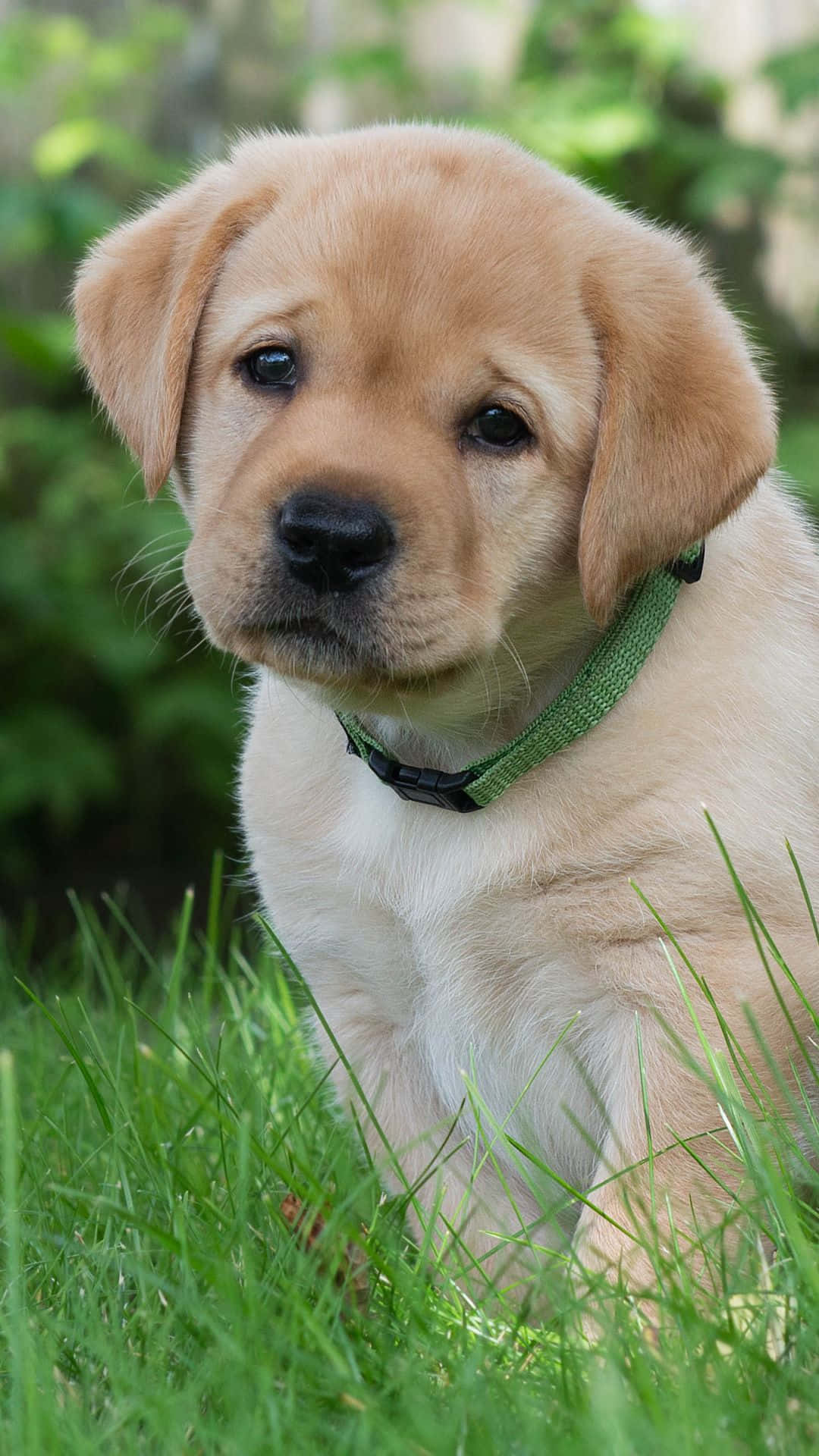 小狗 桌布 壁紙 — 一隻黃金獵犬幼犬，毛髮柔軟，眼睛又大又黑，戴著綠色項圈，坐在充滿活力的綠色草地上。