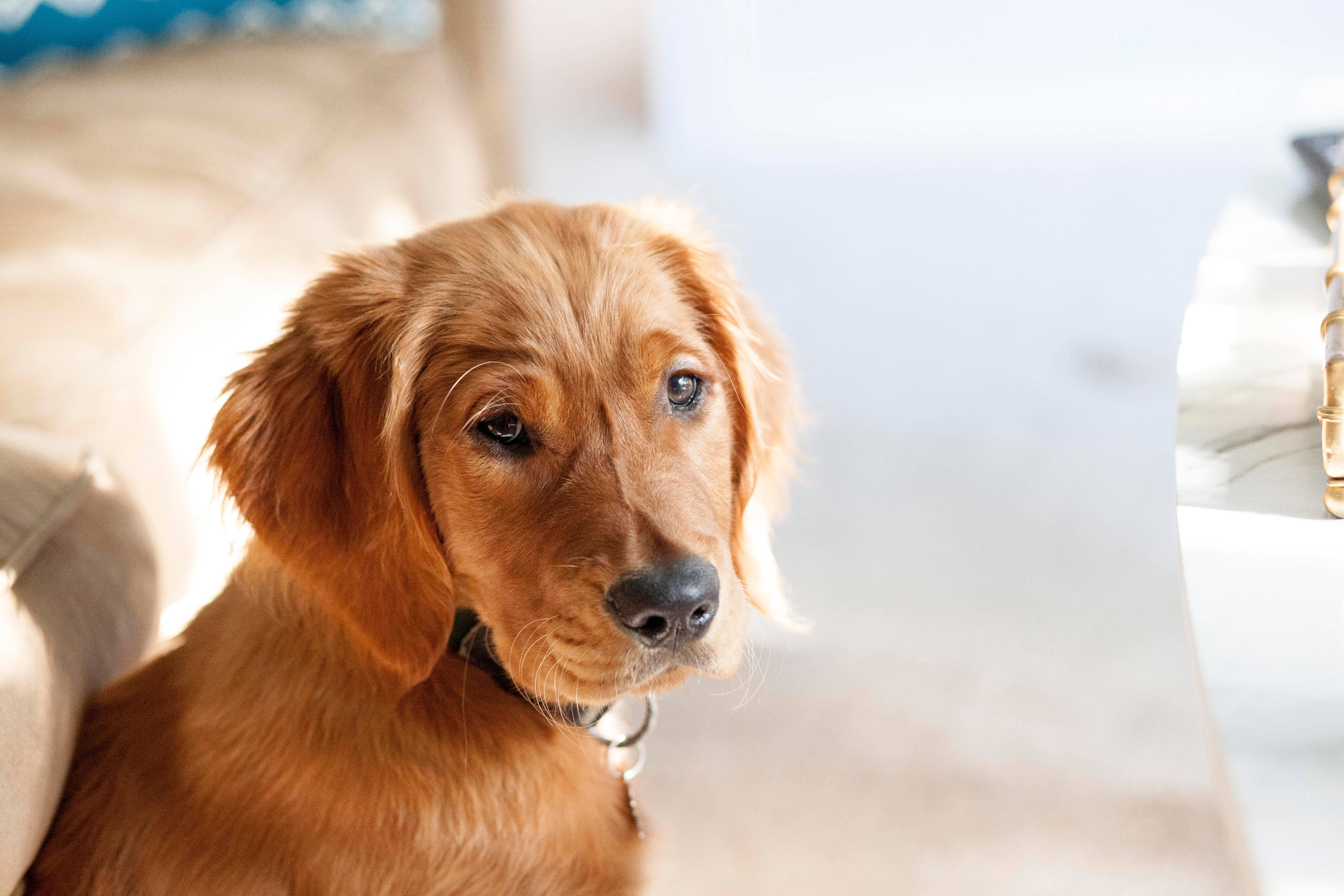 可愛狗狗 桌布 壁紙 — 一隻黃金獵犬幼犬，毛髮柔軟，眼神溫柔，靜靜地坐在一張沐浴在溫暖陽光下的米色沙發上。