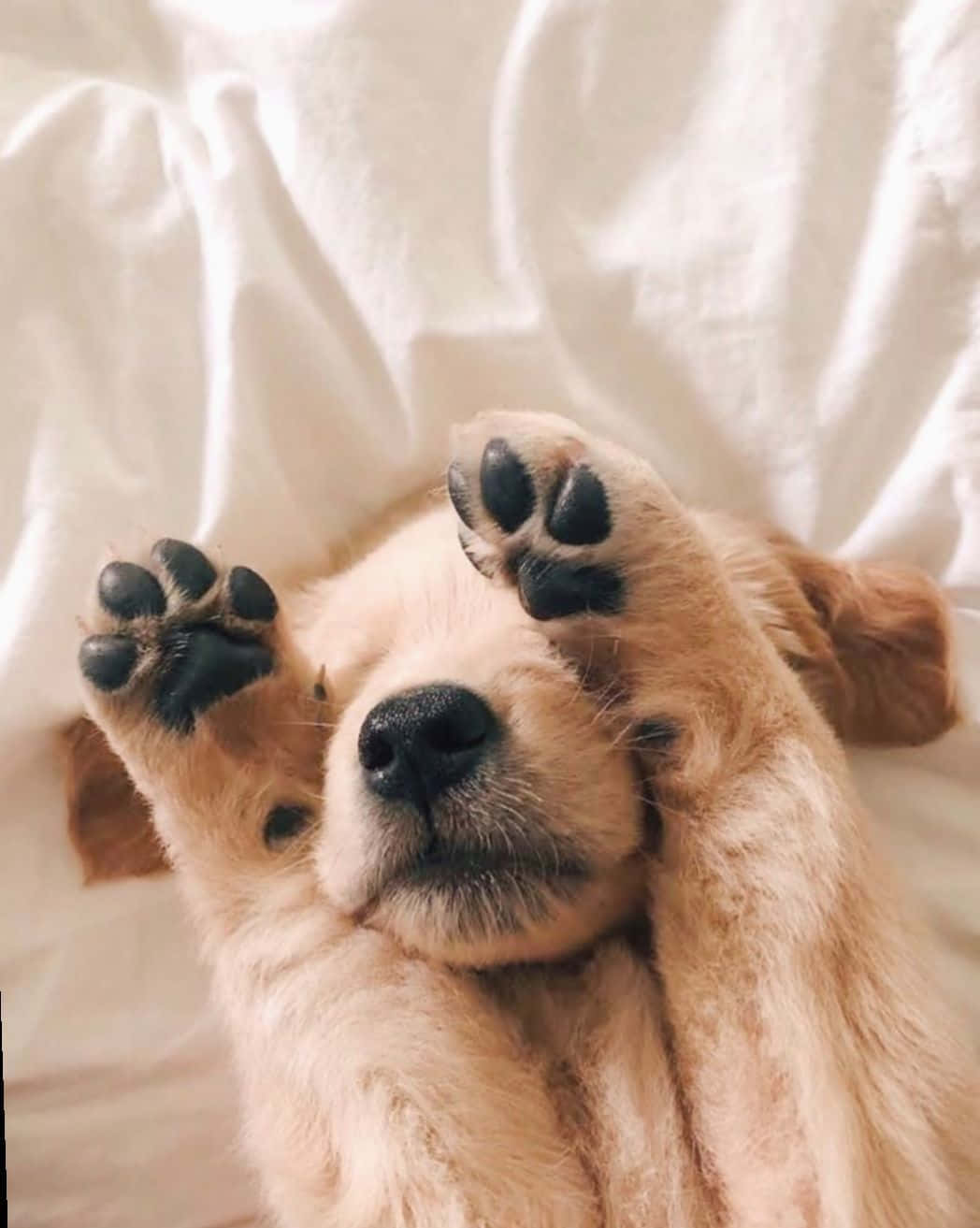 Cute Aesthetic Dog 桌布 壁紙 — 一隻黃金獵犬幼犬仰臥在白色床單上，爪子舉起，姿勢頑皮而睏倦。