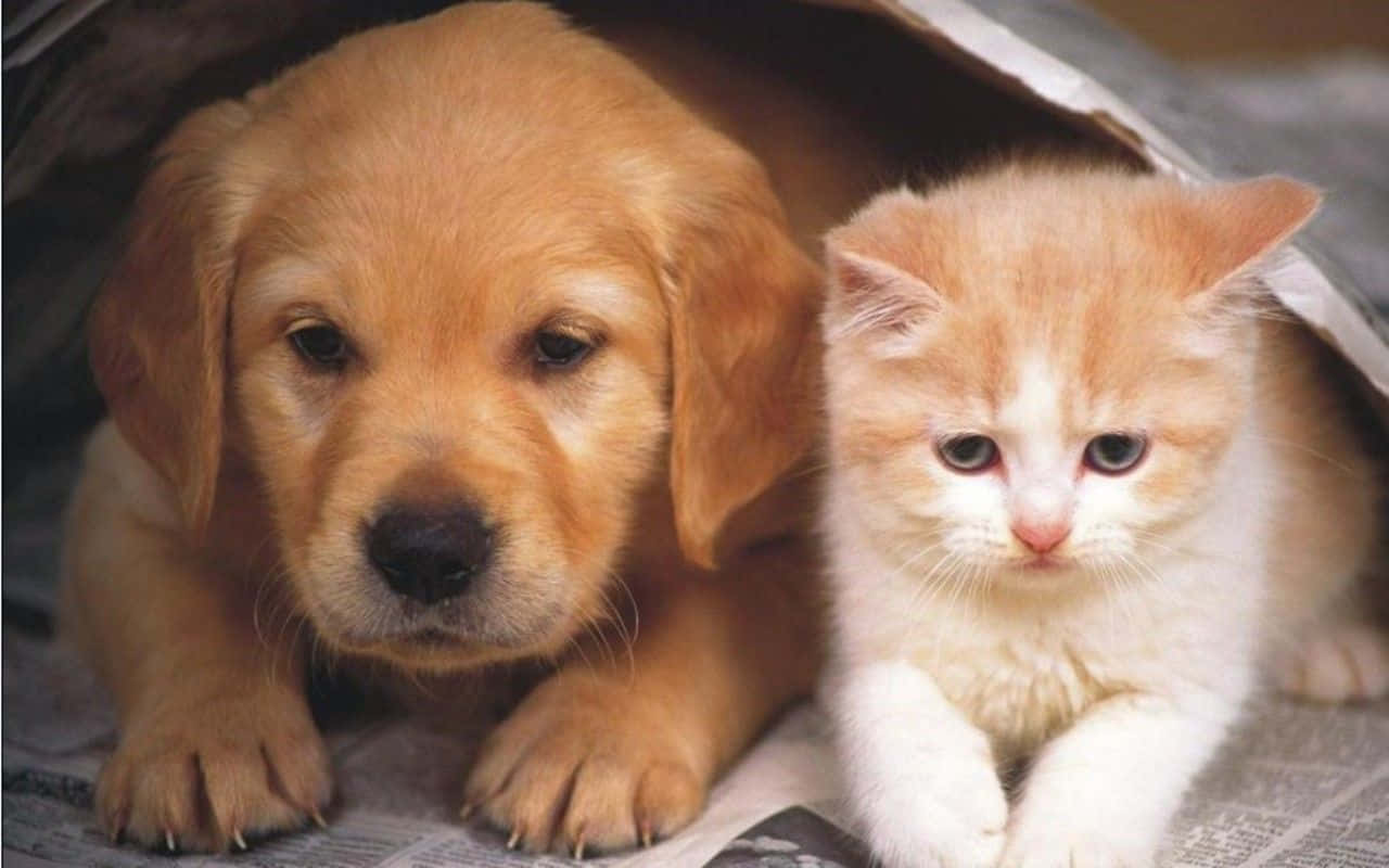 可愛貓咪 桌布 壁紙 — 一隻黃金獵犬幼犬和一隻橘色虎斑小貓在報紙上的毯子下依偎在一起。