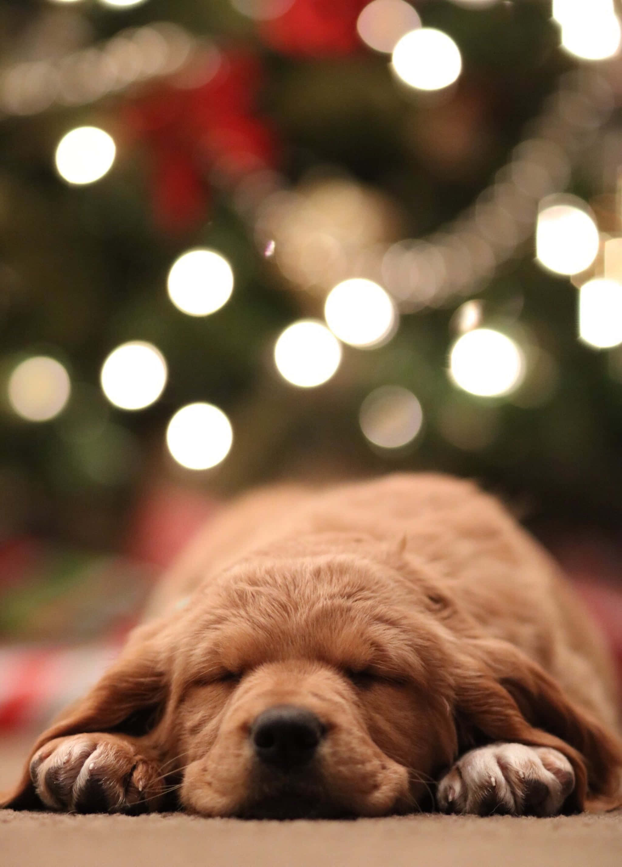 動物 桌布 壁紙 — 一隻黃金獵犬幼犬在帶有散景聖誕樹背景的地毯上安然入睡。