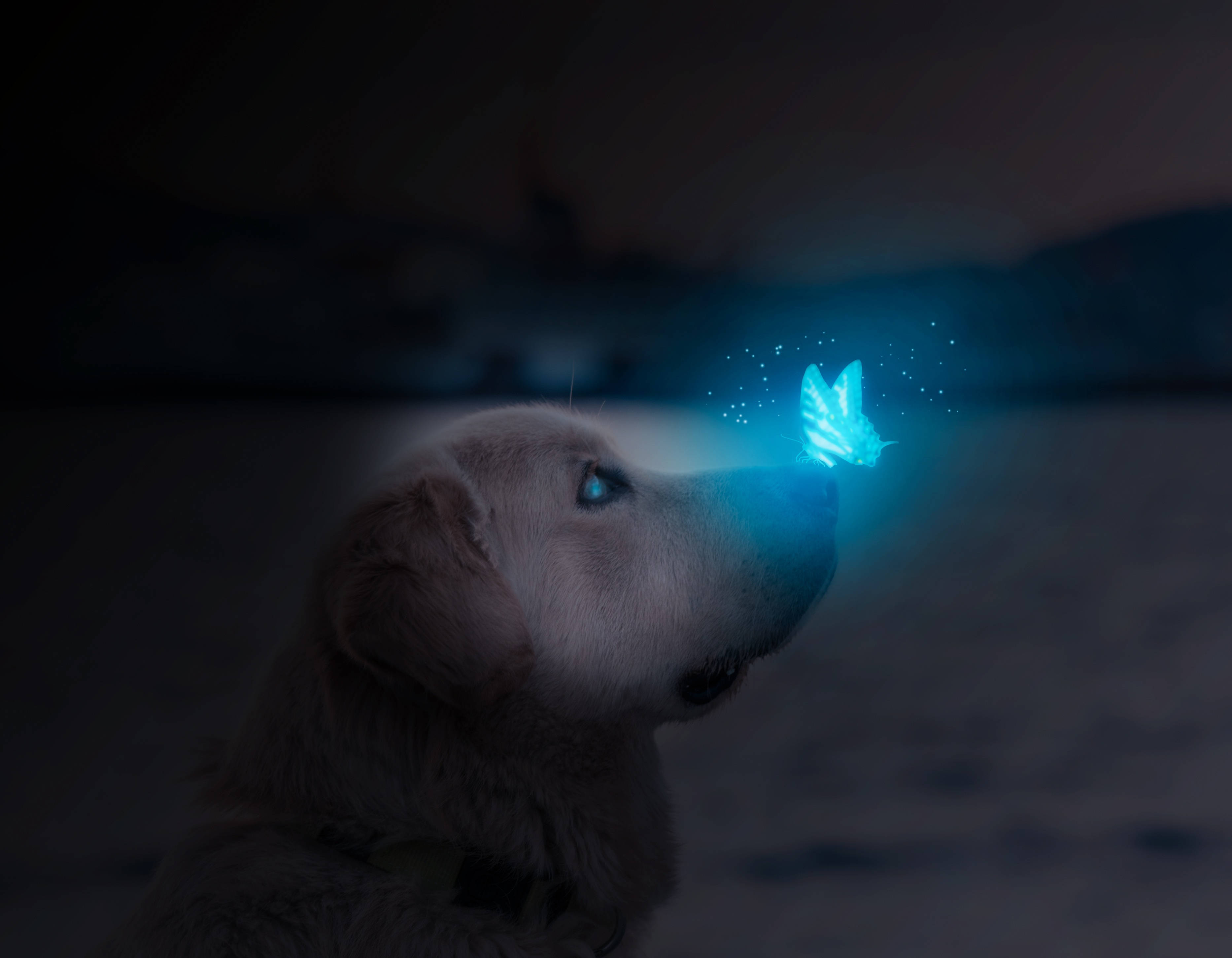 night butterfly 桌布 壁紙 — 一隻黃金獵犬幼犬在昏暗的海灘場景中，驚奇地凝視著一隻在牠鼻子附近盤旋的發光藍色蝴蝶。