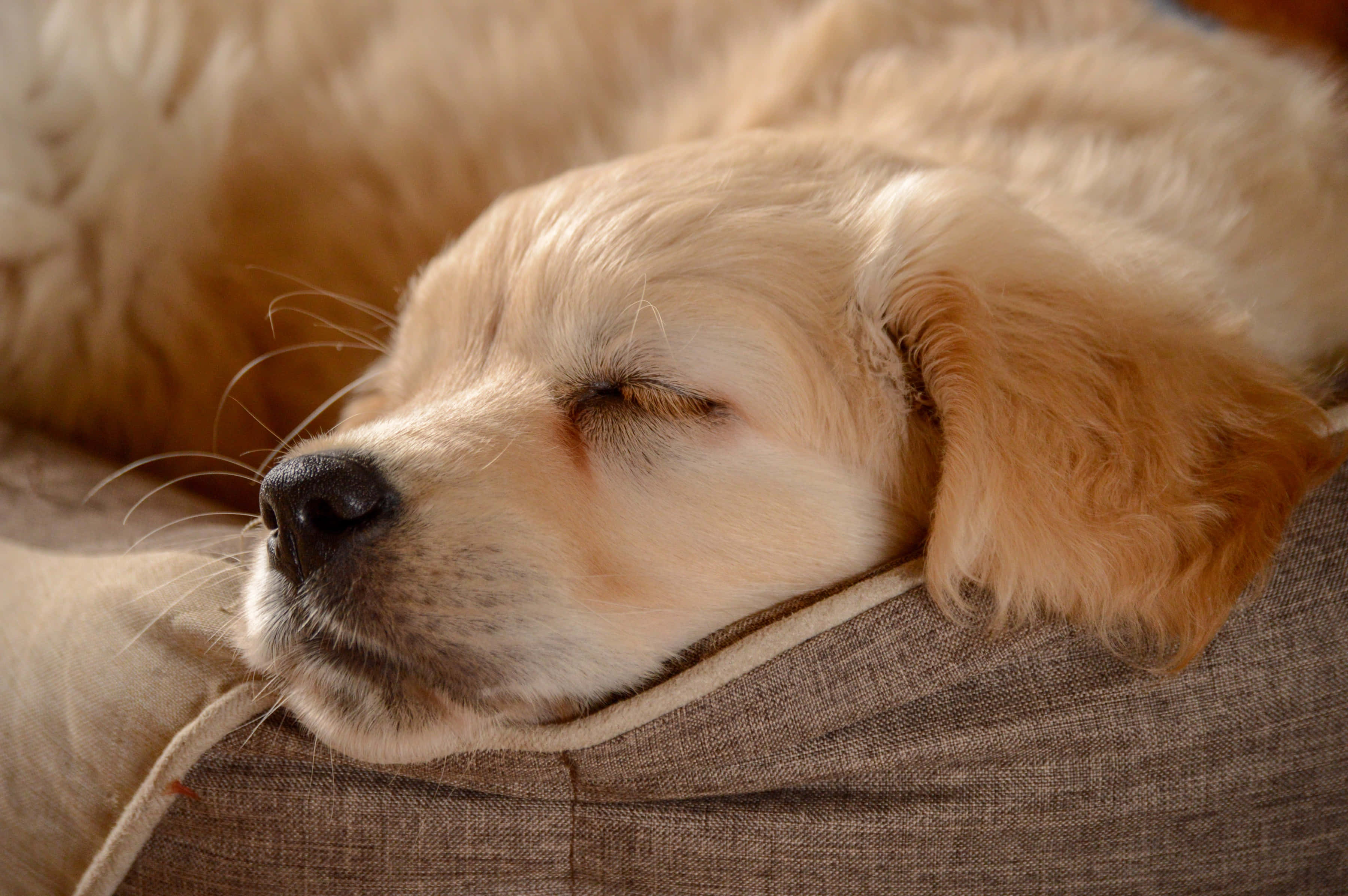 golden retriever puppy 桌布 壁紙 — 一隻黃金獵犬幼犬在有紋理的米色墊子上閉著眼睛安詳地睡覺。