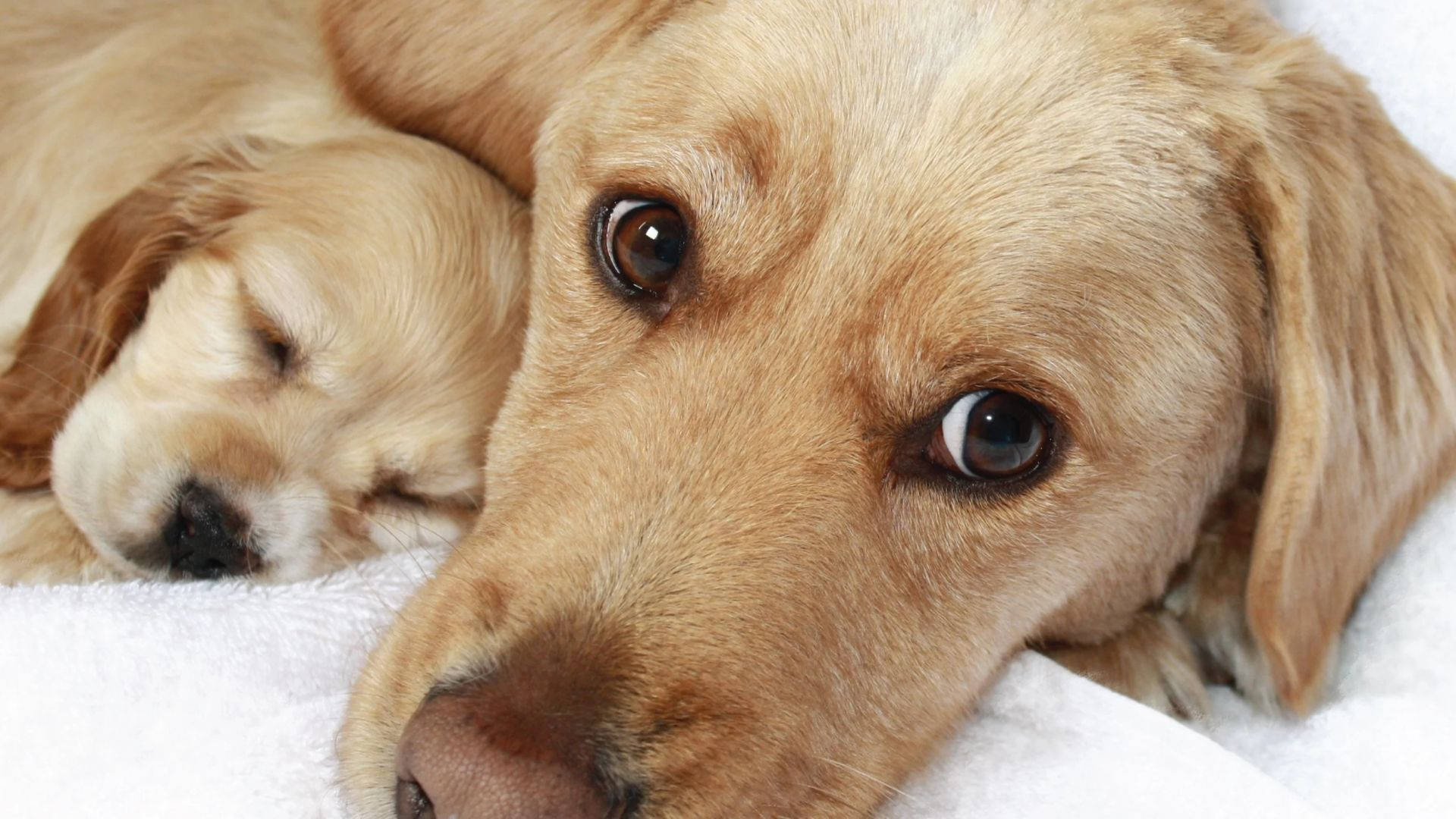Puppies 桌布 壁紙 — 一隻黃金獵犬幼犬在柔軟的白色毯子上，安詳地睡在成年兄弟姊妹旁邊。