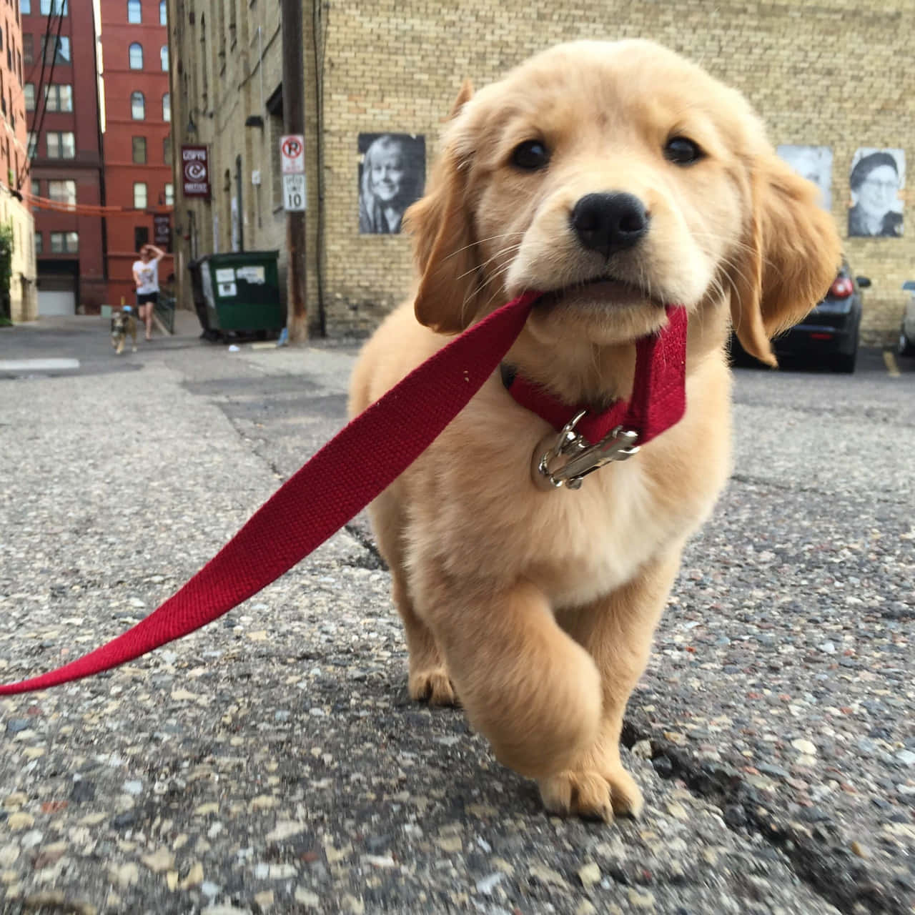 小狗 桌布 壁紙 — 一隻黃金獵犬幼犬在粗糙的城市小巷中奔跑，頑皮地咬著一條紅色牽繩。