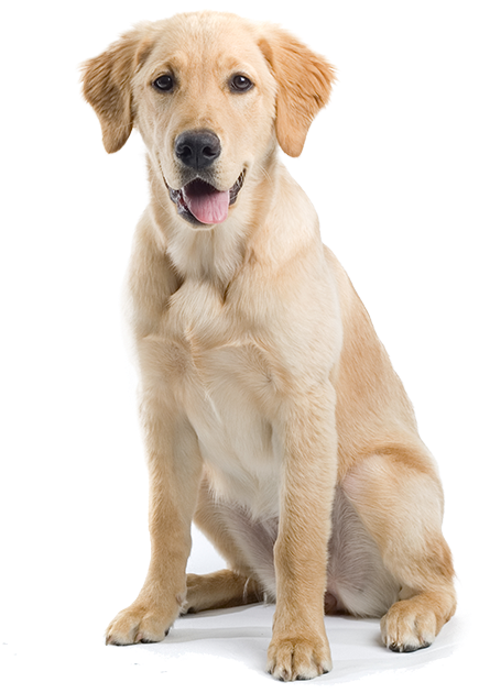 拉布拉多 桌布 壁紙 — 一隻黃金獵犬幼犬在純白背景前開心地坐著，伸出舌頭。