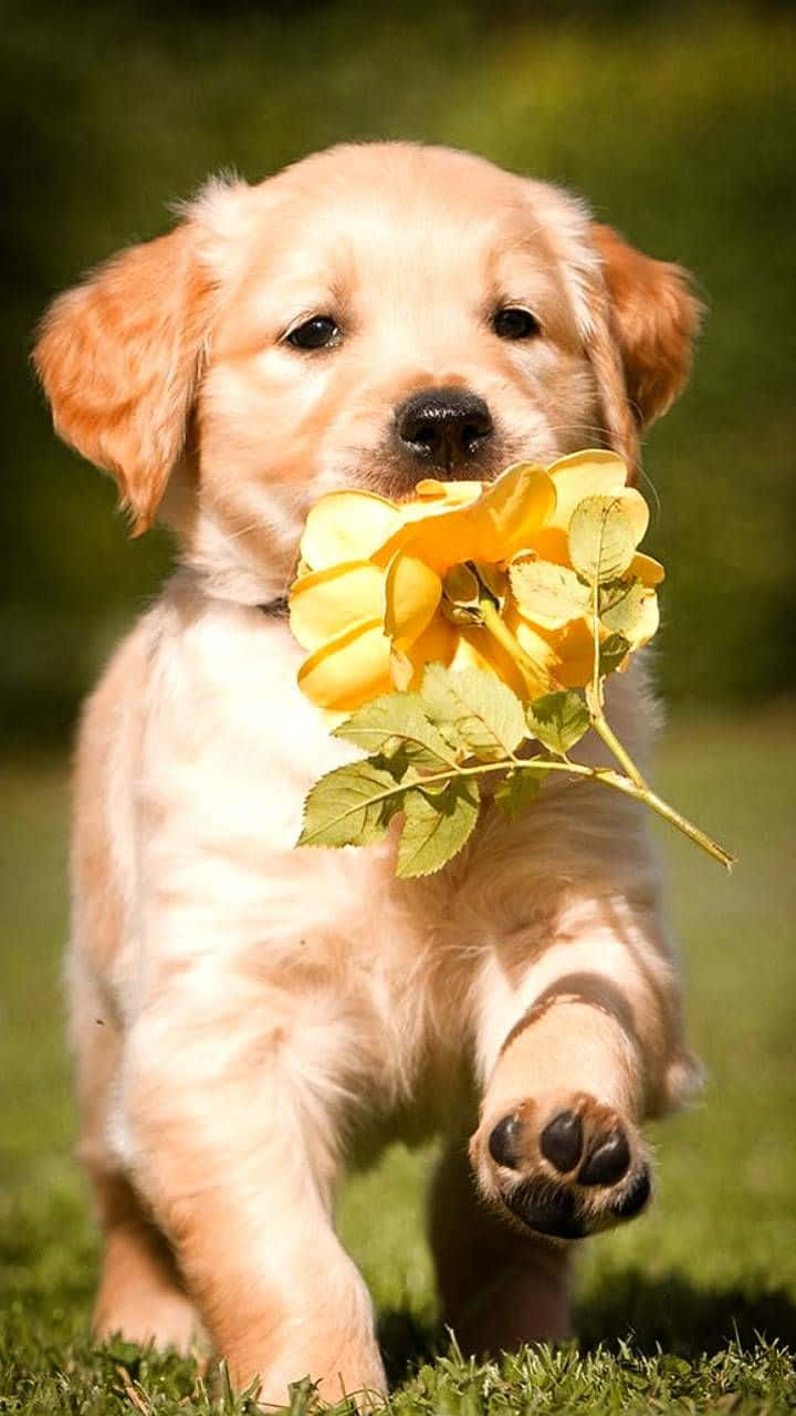 golden retriever puppy 桌布 壁紙 — 一隻黃金獵犬幼犬在草地上奔跑，嘴裡叼著一朵黃玫瑰。