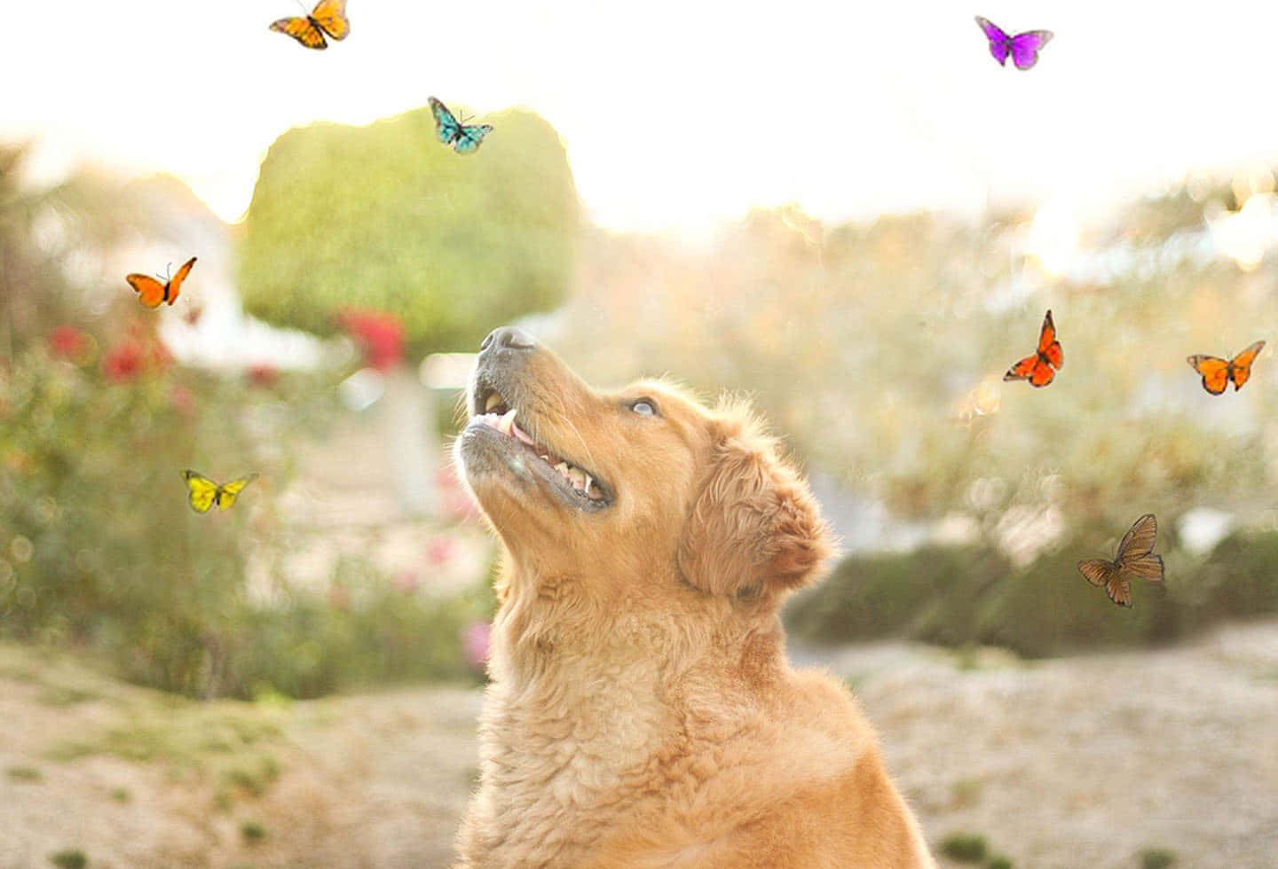 狗 桌布 壁紙 — 一隻黃金獵犬幼犬在陽光明媚的花園中，快樂地抬頭仰望，色彩繽紛的蝴蝶在牠頭頂飛舞。