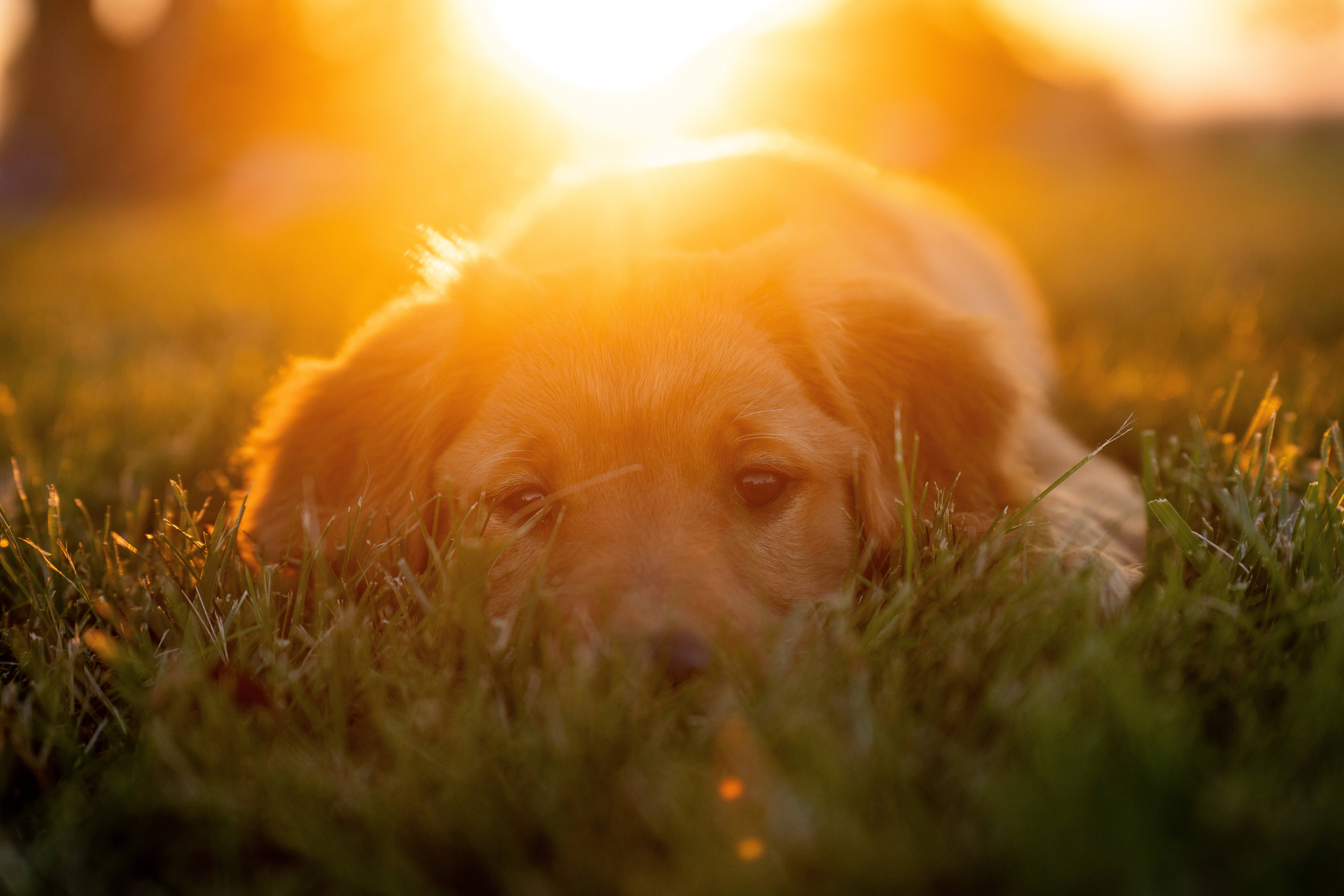 黃金獵犬幼犬 桌布 壁紙 — 一隻黃金獵犬幼犬在陽光普照的草地上平靜地休息，溫暖的光線在牠頭後閃耀。