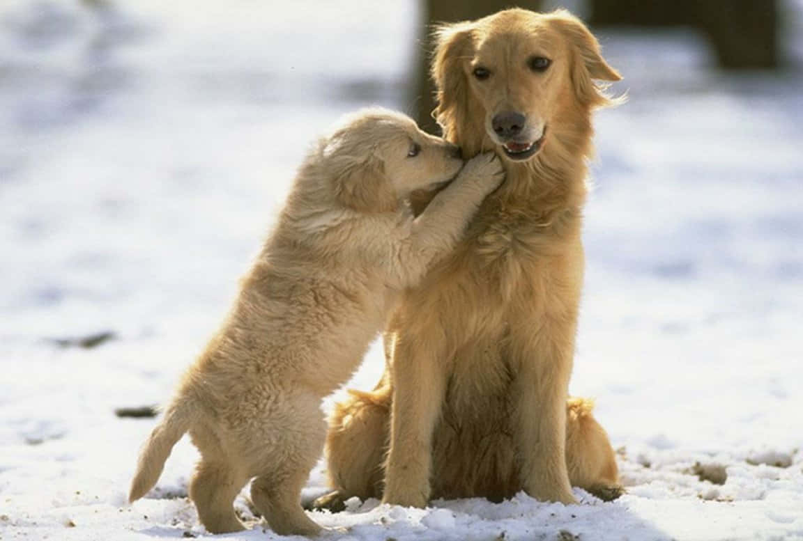 golden retriever puppy 桌布 壁紙 — 一隻黃金獵犬幼犬在雪地上，於明媚陽光下，深情地用鼻子蹭著母親的臉。
