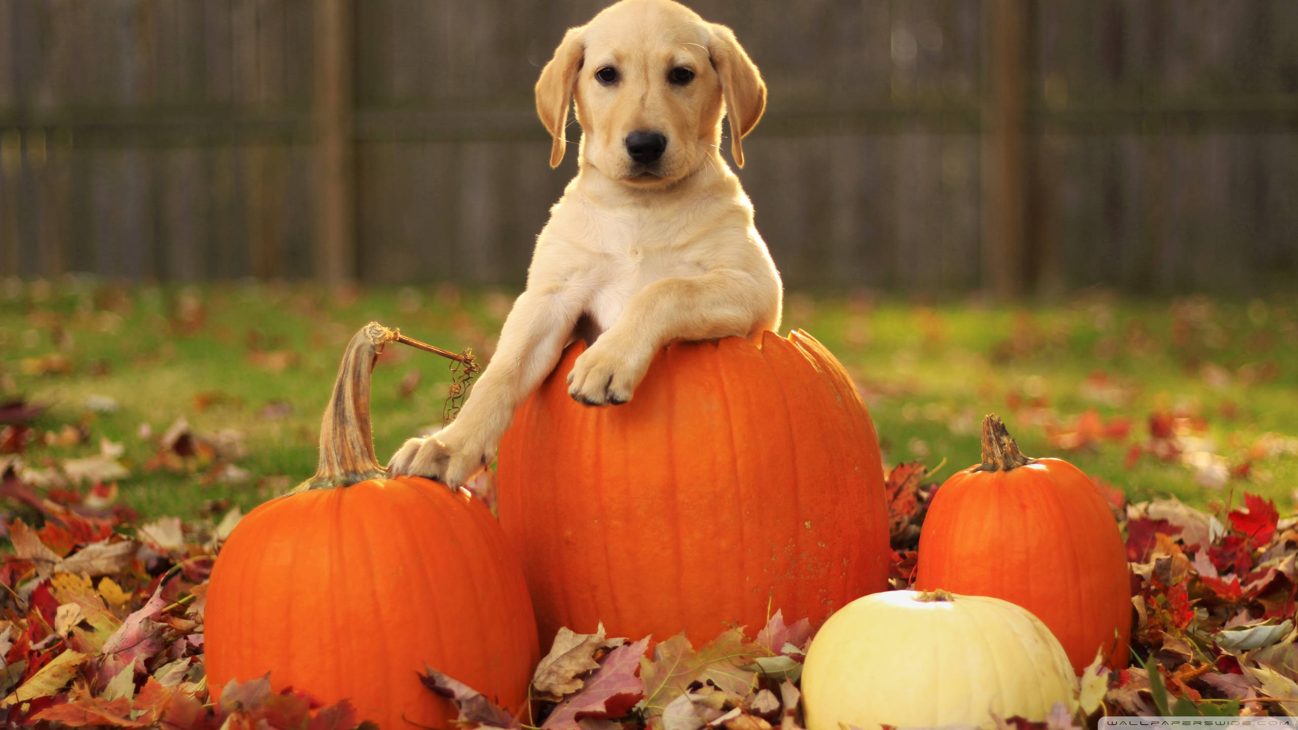 Labrador 桌布 壁紙 — 一隻黃金獵犬幼犬坐在一個大橙色南瓜上，周圍有秋葉和較小的南瓜，在後院。