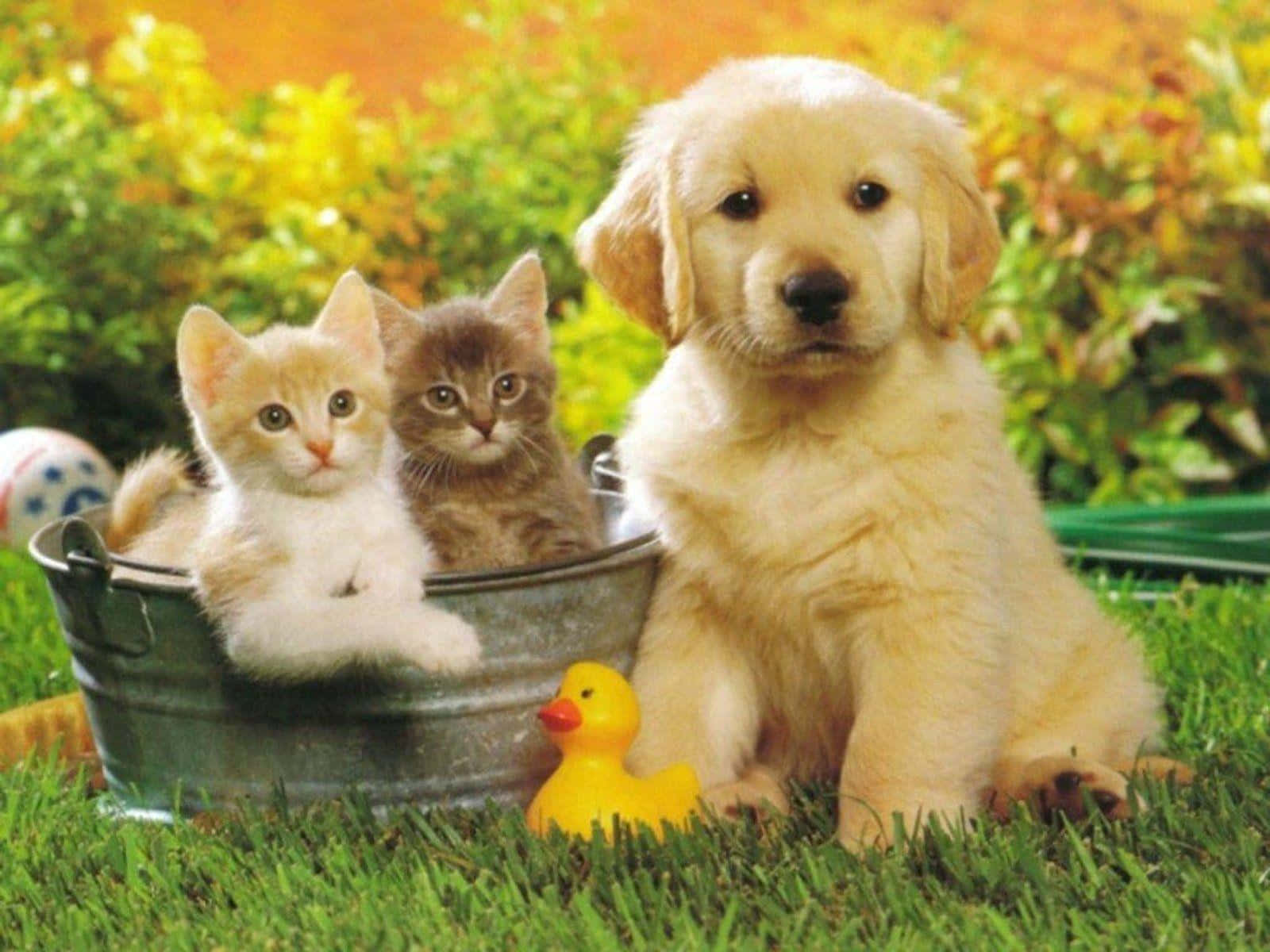 小貓 桌布 壁紙 — 一隻黃金獵犬幼犬坐在一個金屬水桶旁邊，桶裡有兩隻小貓，在陽光明媚的草地上，附近有一隻黃色橡膠鴨。