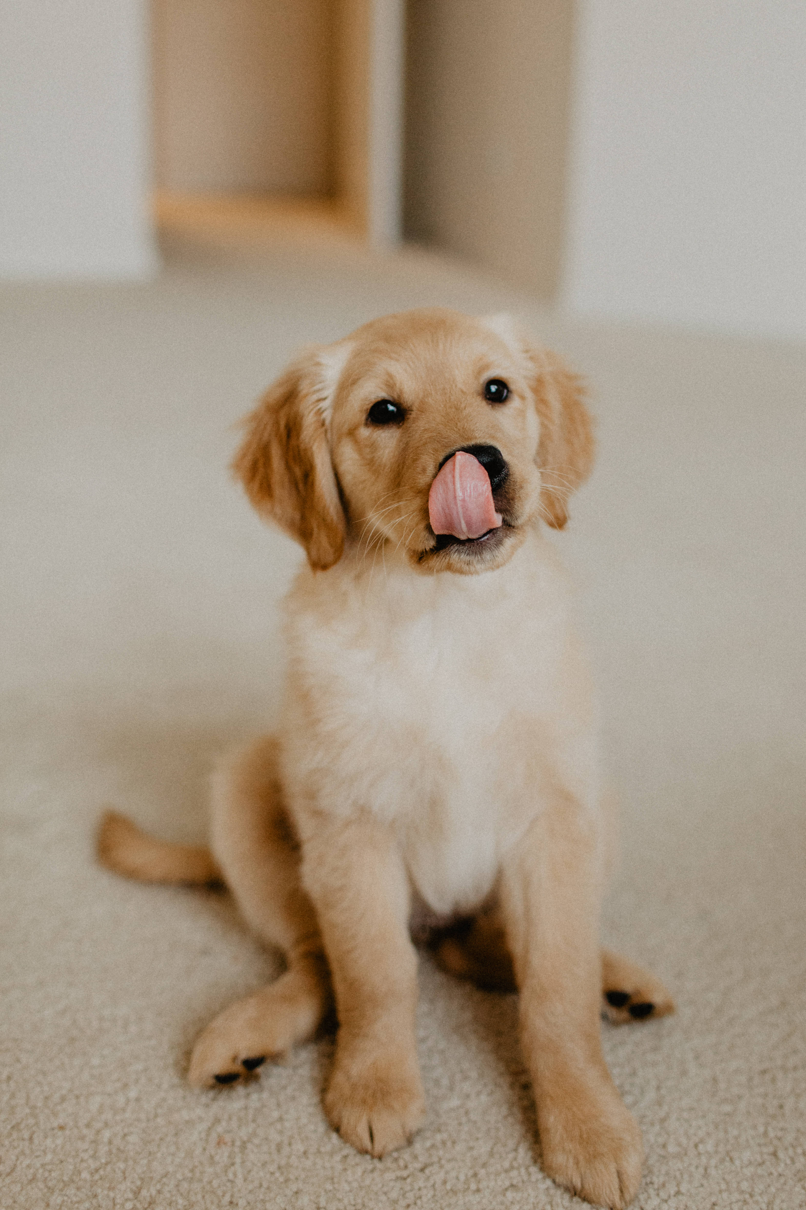 黃金獵犬 桌布 壁紙 — 一隻黃金獵犬幼犬坐在米色地毯上，好奇地舔著鼻子。