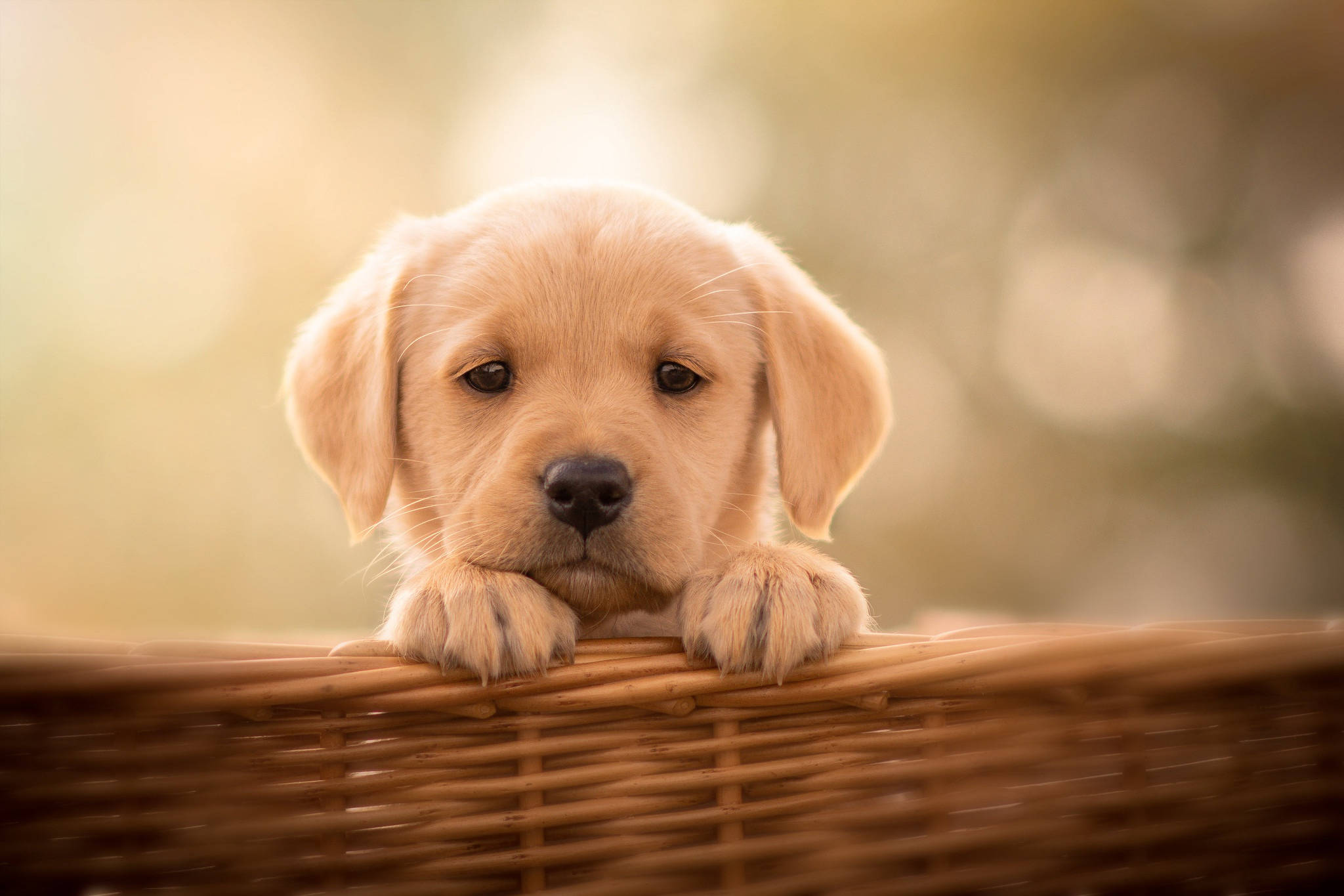 Labrador 桌布 壁紙 — 一隻黃金獵犬幼犬將爪子擱在柳條籃邊緣，在溫暖模糊的背景中，用大大的黑眼睛溫柔地凝視著。