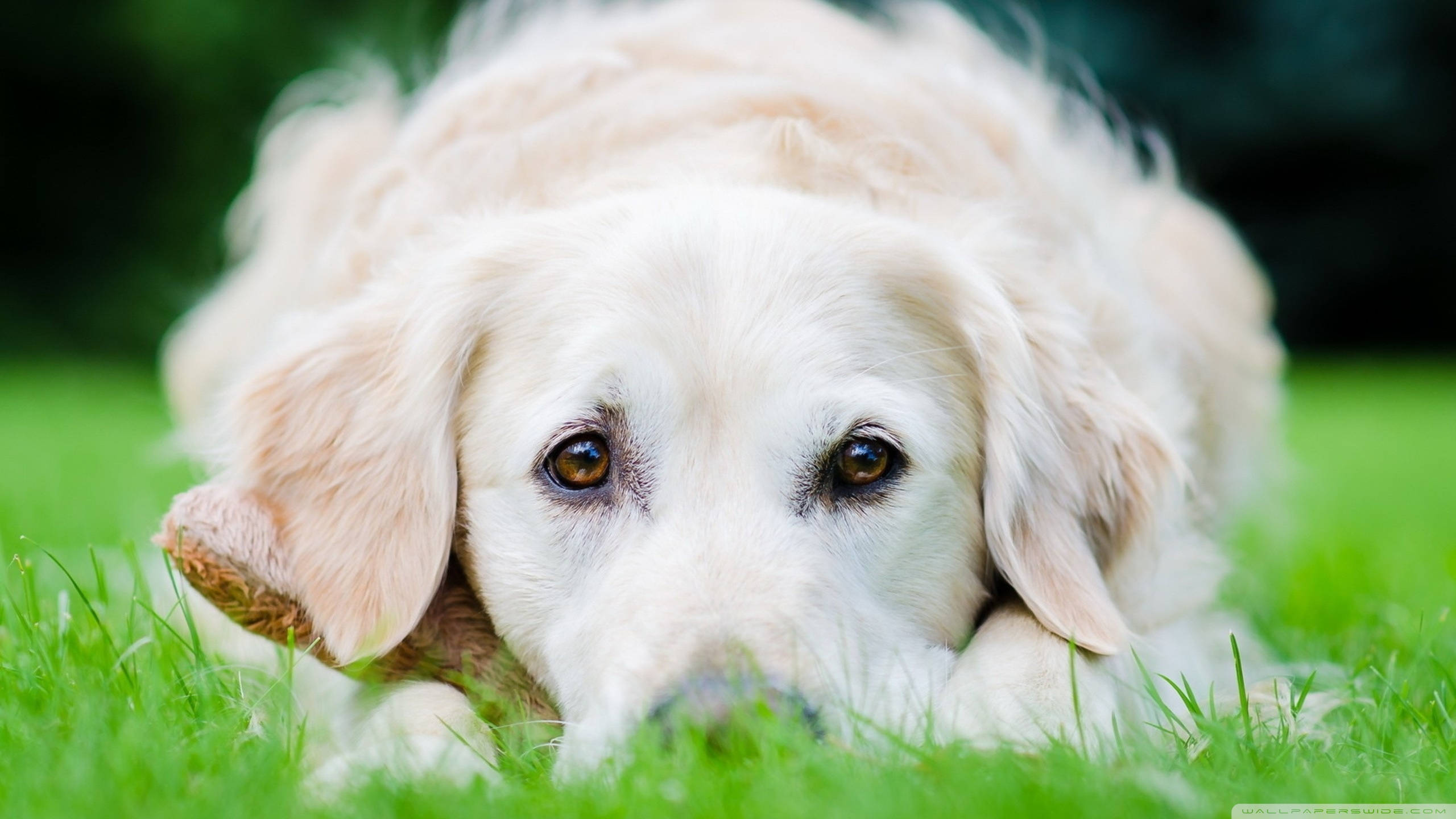 狗 桌布 壁紙 — 一隻黃金獵犬幼犬將頭放在充滿活力的綠色草地上，背景柔和模糊。