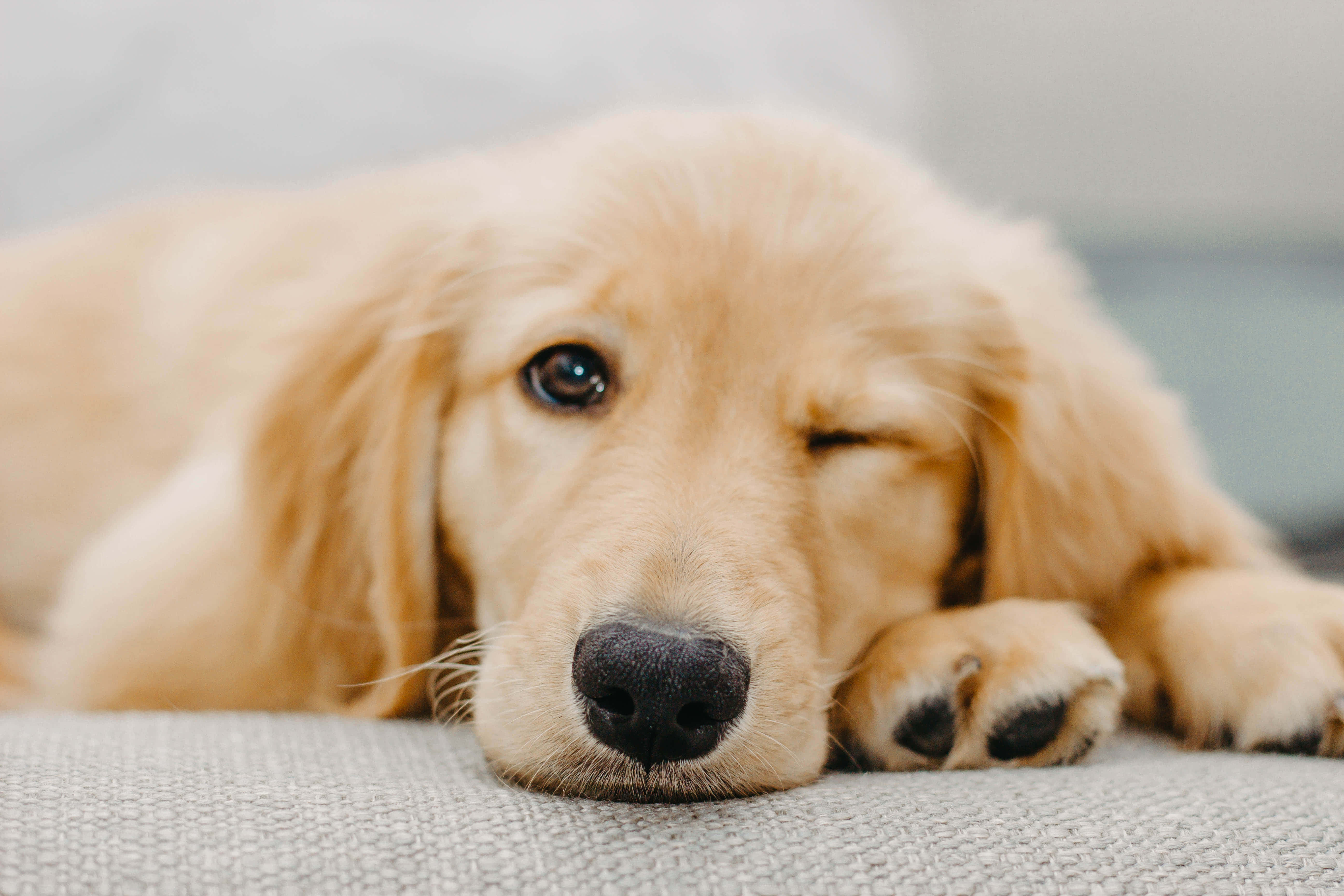 golden retriever puppy 桌布 壁紙 — 一隻黃金獵犬幼犬將頭靠在有紋理的灰色表面上，一隻眼睛閉著，另一隻眼睛溫柔地凝視。