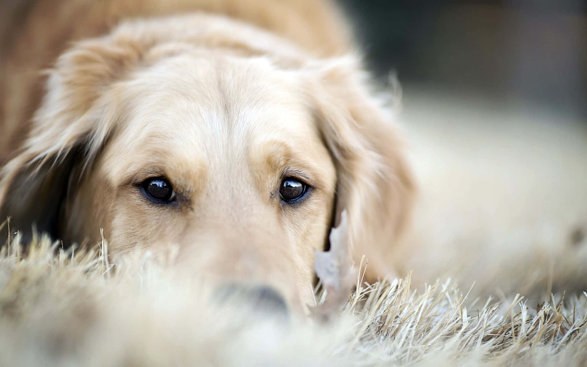 黃金獵犬 桌布 壁紙 — 一隻黃金獵犬幼犬將頭靠在柔軟的草地上，深邃的眼神充滿靈魂地向前凝視。