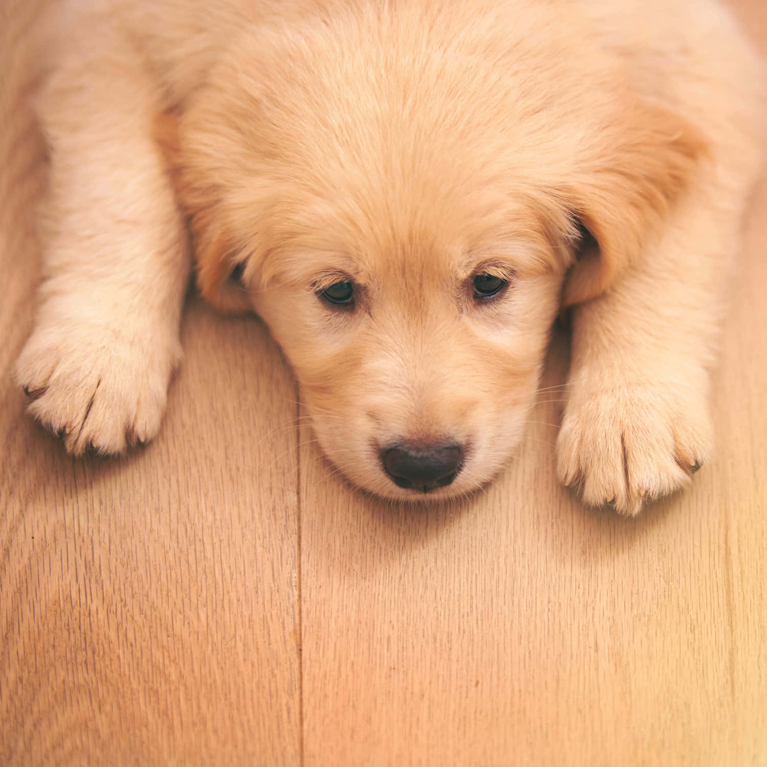 可愛狗狗 桌布 壁紙 — 一隻黃金獵犬幼犬將頭靠在溫暖的木地板上，毛髮柔軟蓬鬆，眼睛溫柔而深邃。