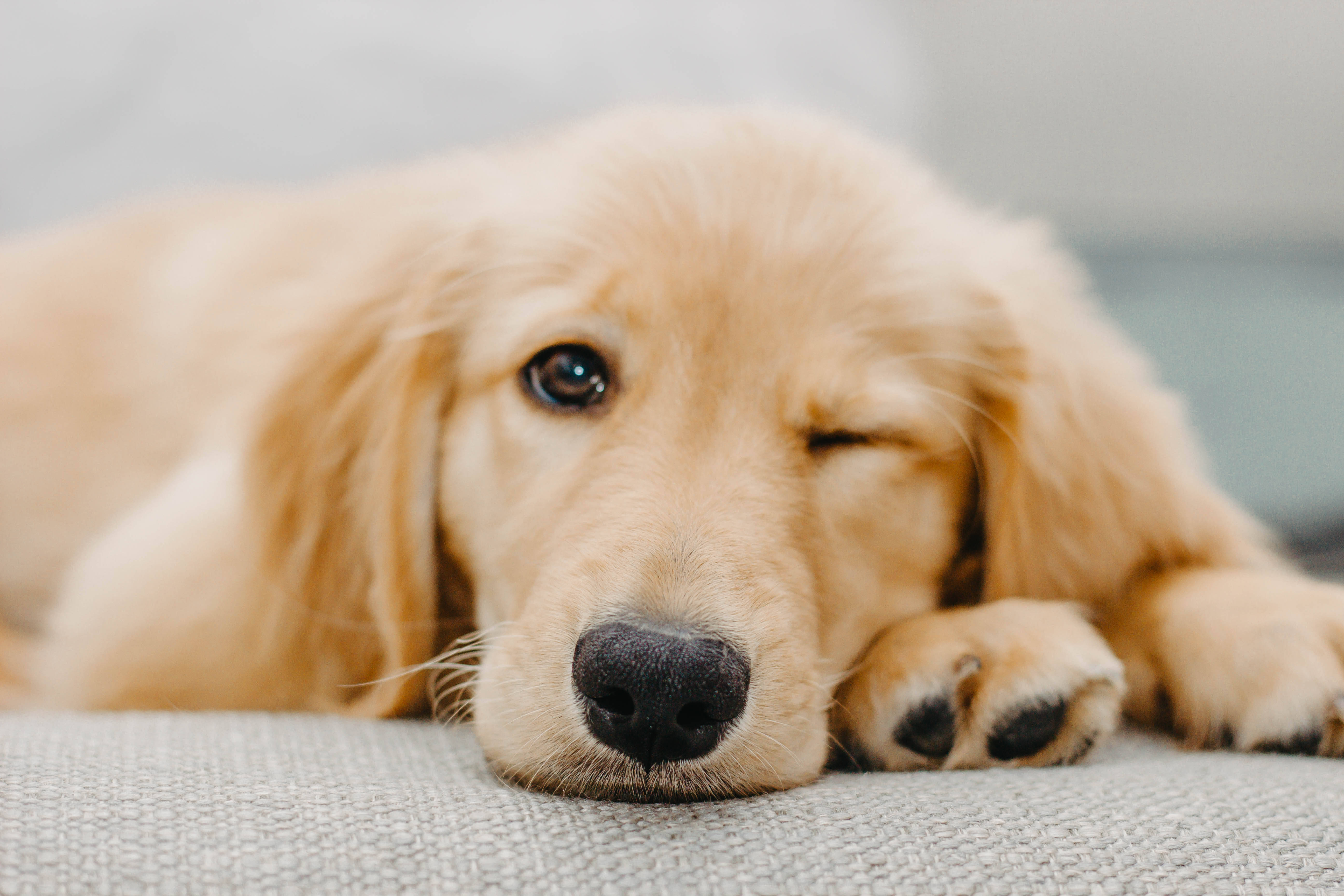 小狗 桌布 壁紙 — 一隻黃金獵犬幼犬將頭靠在灰色地毯上，一隻眼睛閉著，另一隻溫柔地凝視。