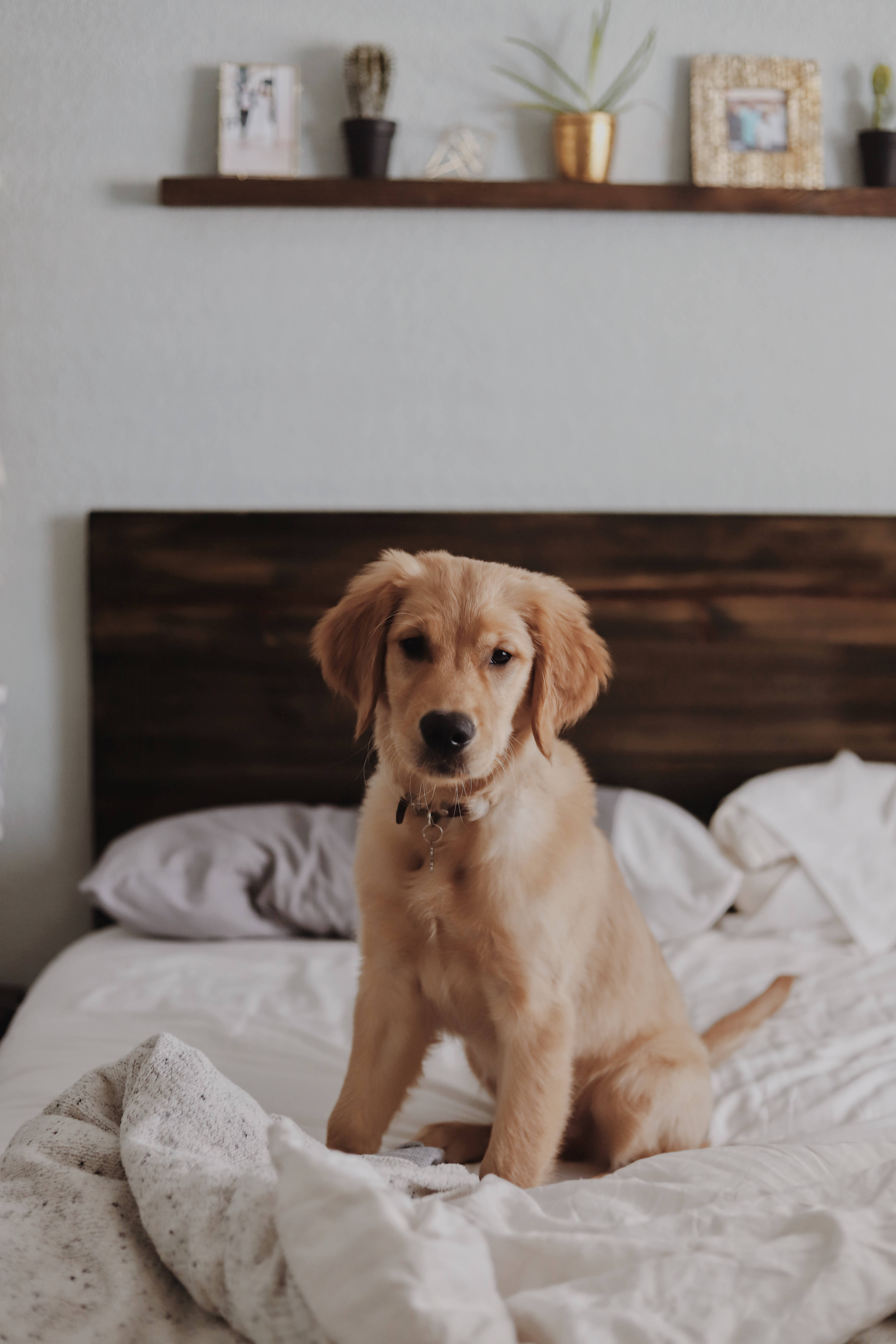 卡通狗 桌布 壁紙 — 一隻黃金獵犬幼犬專注地坐在一張凌亂的床上，床上有白色床單和木製床頭板。