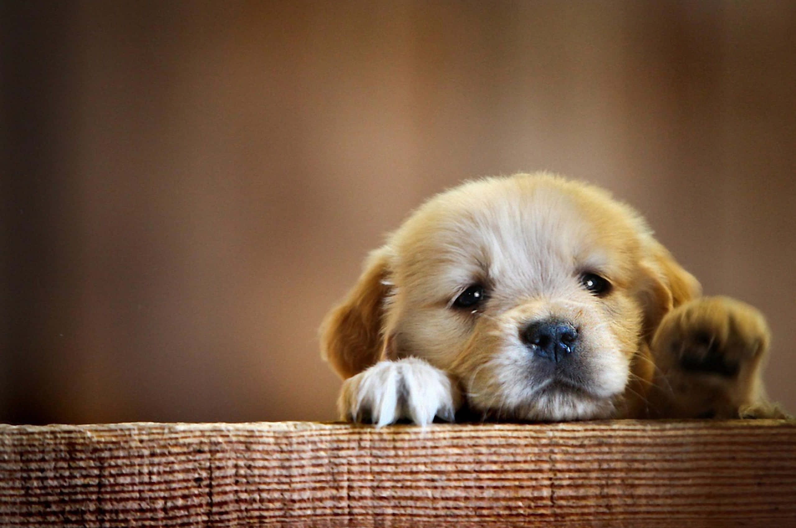 Cute Animals 桌布 壁紙 — 一隻黃金獵犬幼犬從木邊緣探出頭來，毛髮柔軟，眼睛又大又好奇。