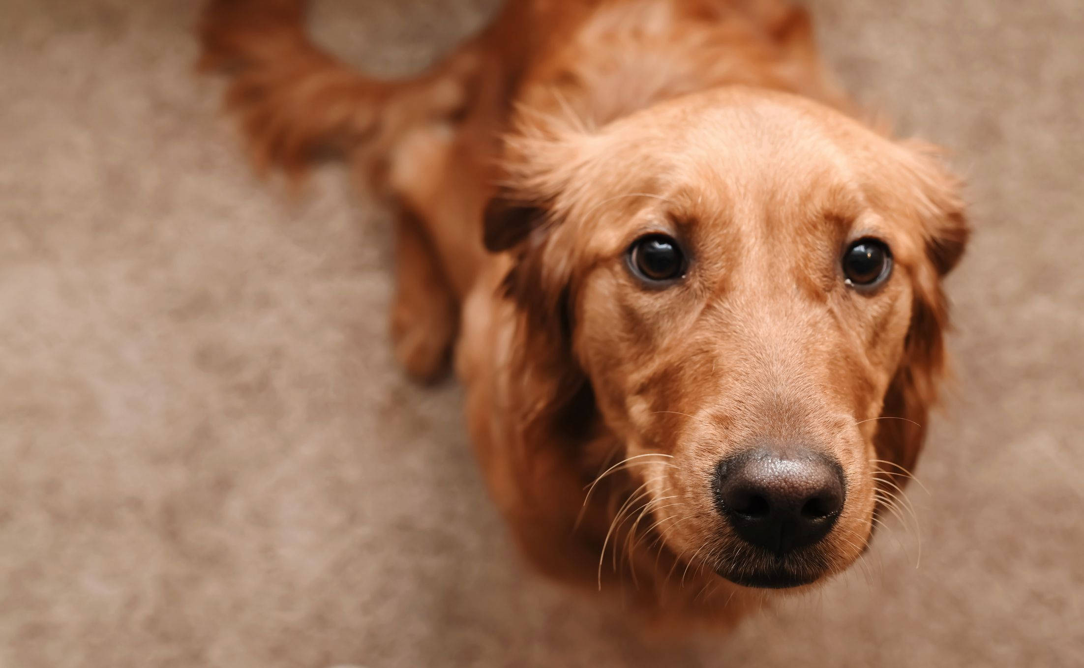 圖片 桌布 壁紙 — 一隻黃金獵犬幼犬從鋪有地毯的地板上抬起頭，用大大的黑眼睛向上看，身處溫暖的室內環境。