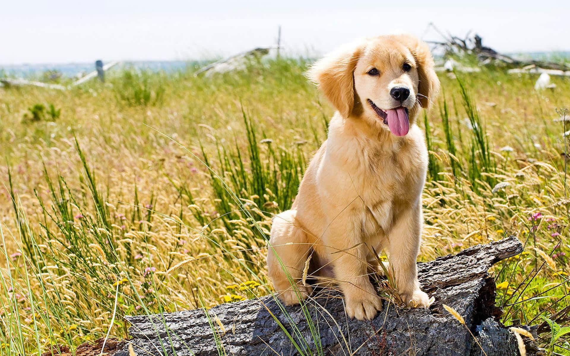 黃金獵犬 桌布 壁紙 — 一隻黃金獵犬幼犬快樂地坐在陽光普照的高草和野花田中的一塊風化木頭上。