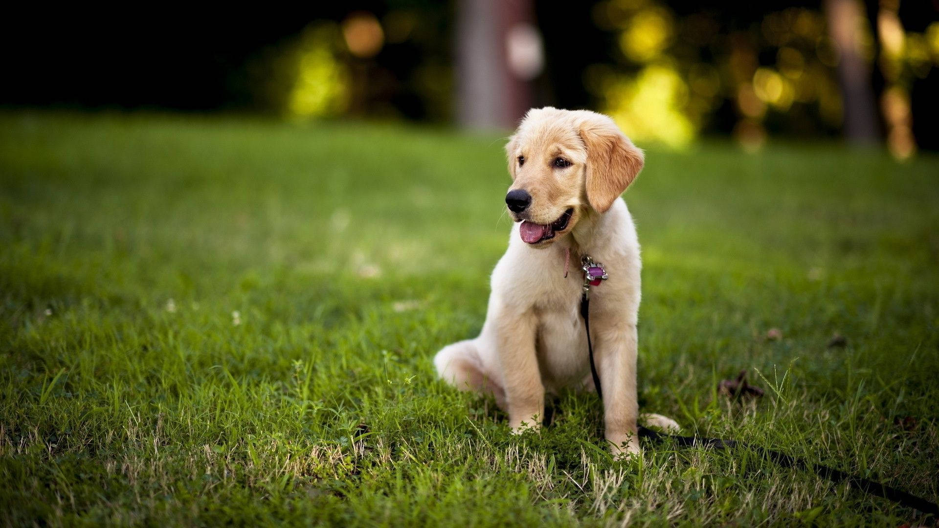 Labrador 桌布 壁紙 — 一隻黃金獵犬幼犬快樂地坐在鮮綠色的草地上，背景是模糊的森林。