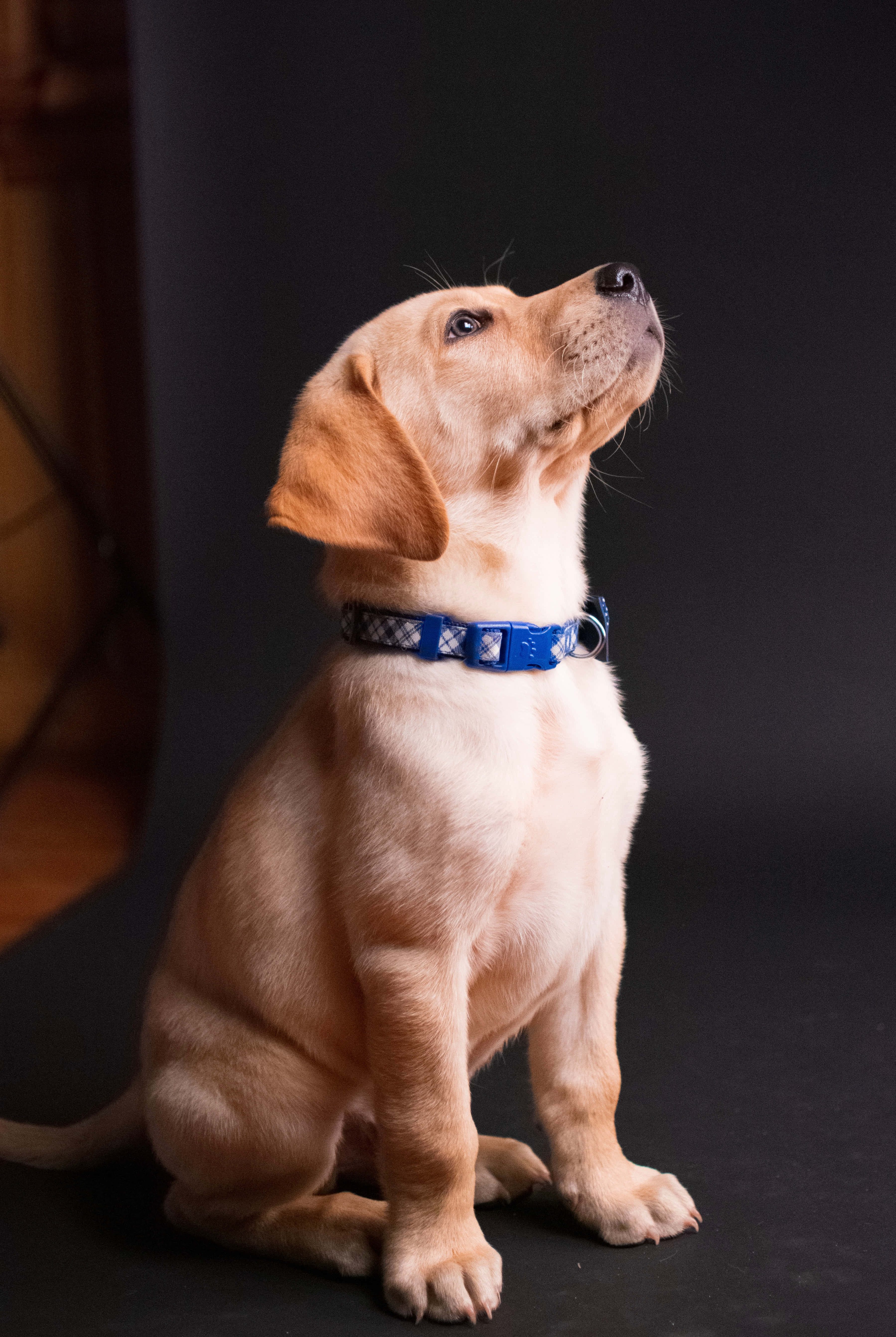 小狗 桌布 壁紙 — 一隻黃金獵犬幼犬戴著藍色圖案項圈，在深色攝影棚背景下專注地坐著。